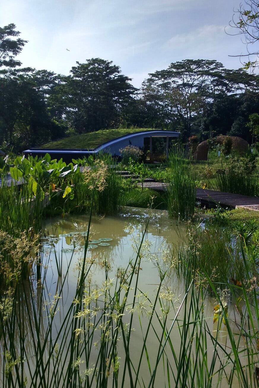 Kranji Marshes Gate pond