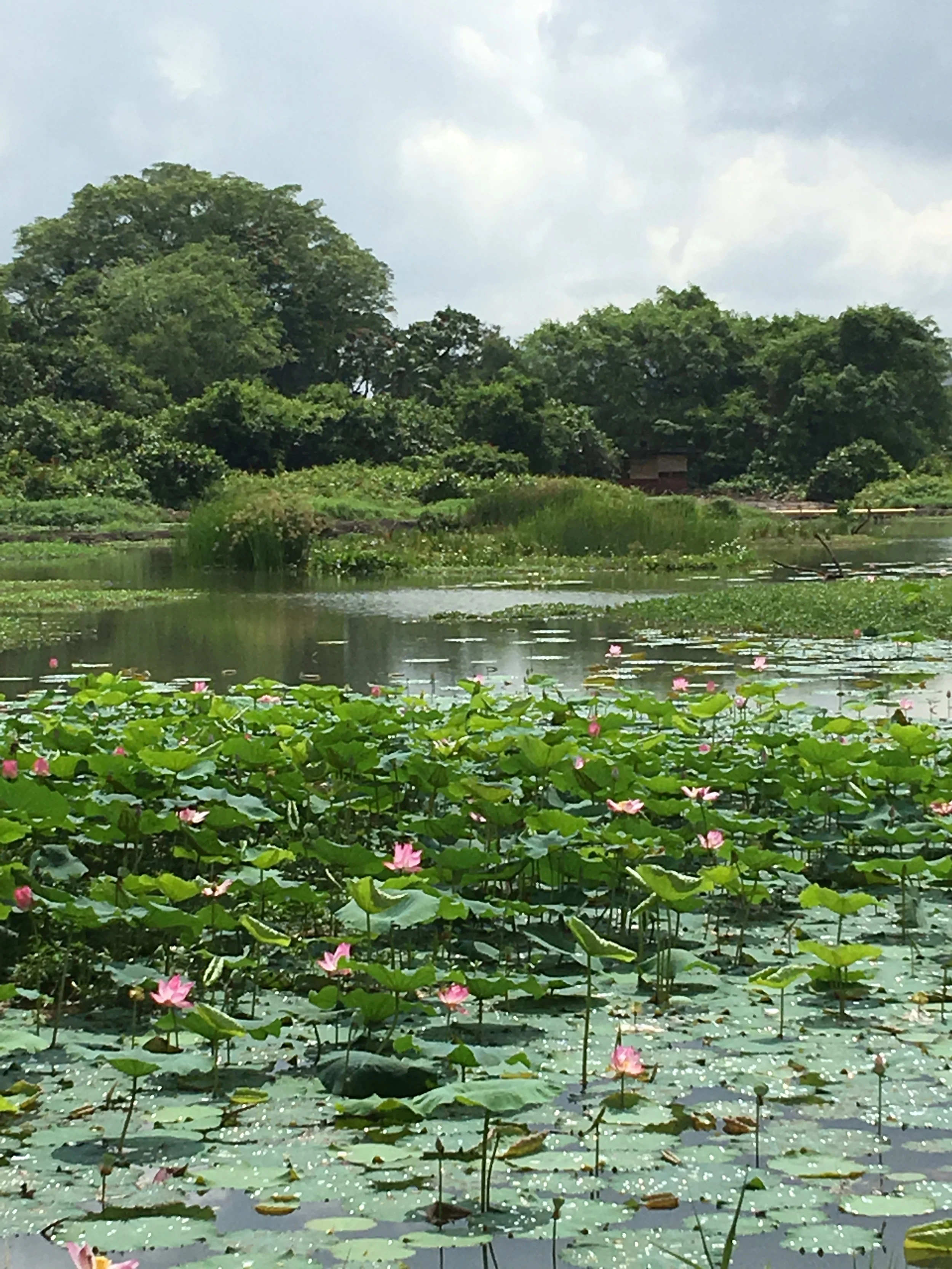 Kranji Marshes - West Marsh Pond SCLD