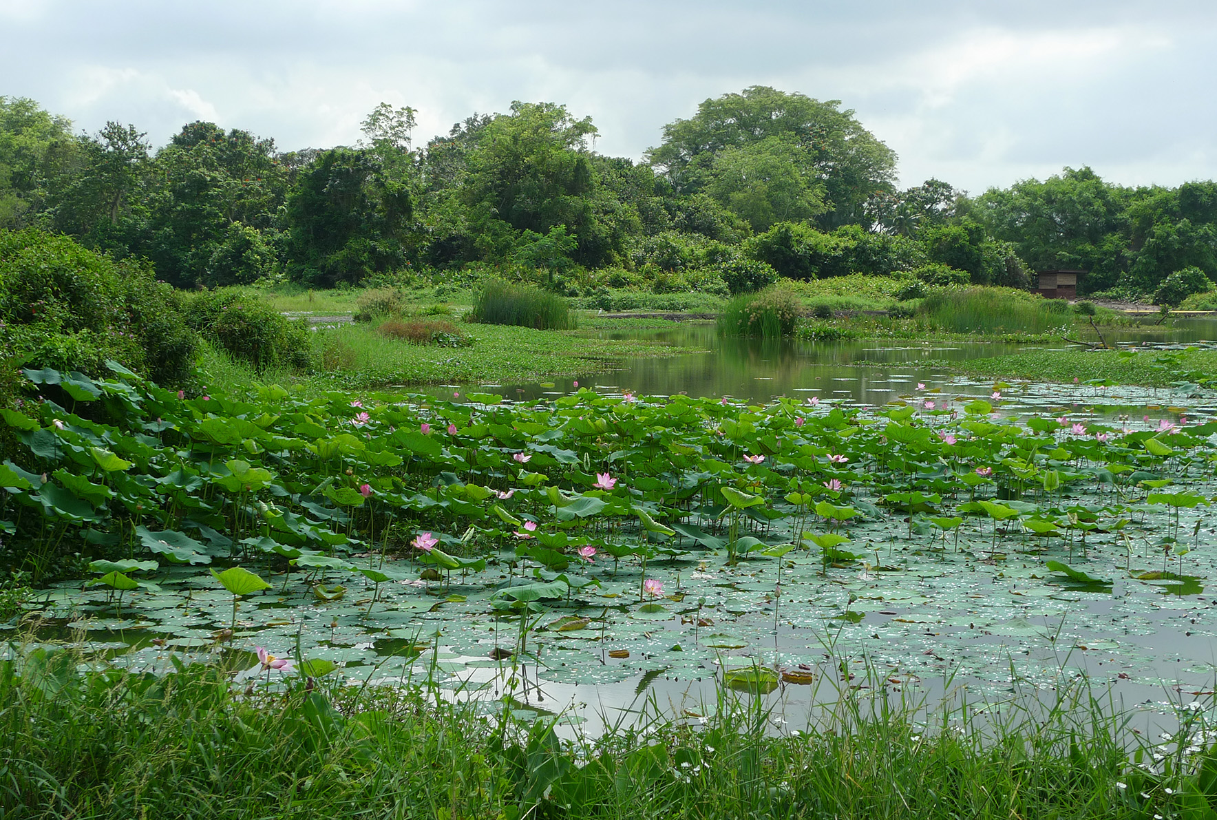 Lotus Pond view from the Bee-eater Blind - Kranji Marshes - Stephen Caffyn Landscape Design&nbsp;