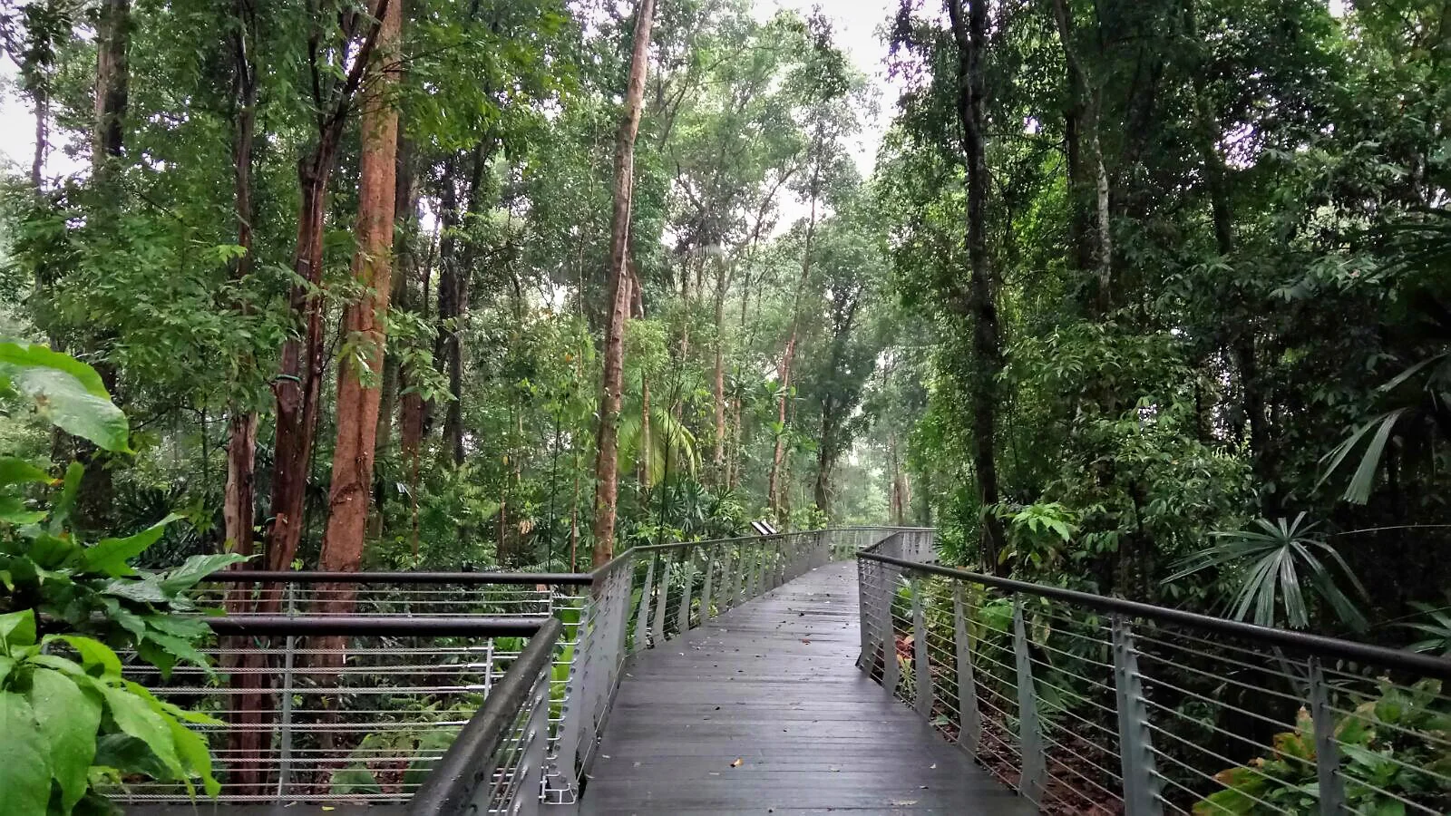 Learning Forest at Singapore Botanic Gardens — Stephen Caffyn Landscape