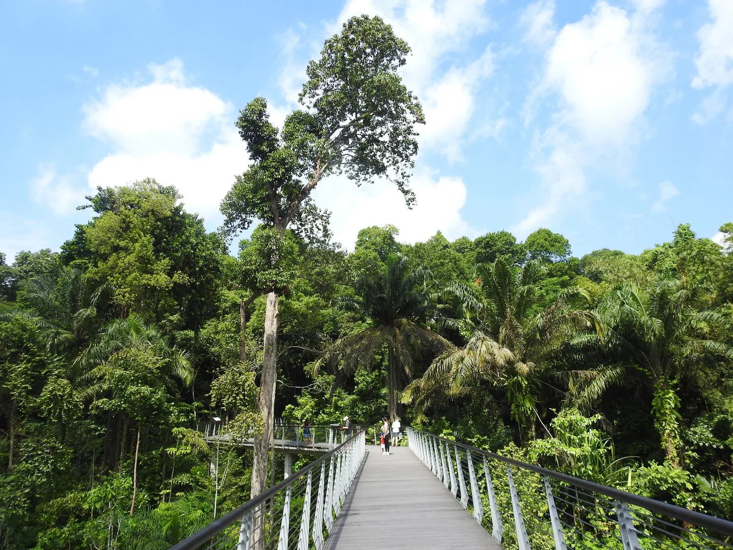 The Learning Forest, Singapore Botanic Gardens — Stephen Caffyn ...