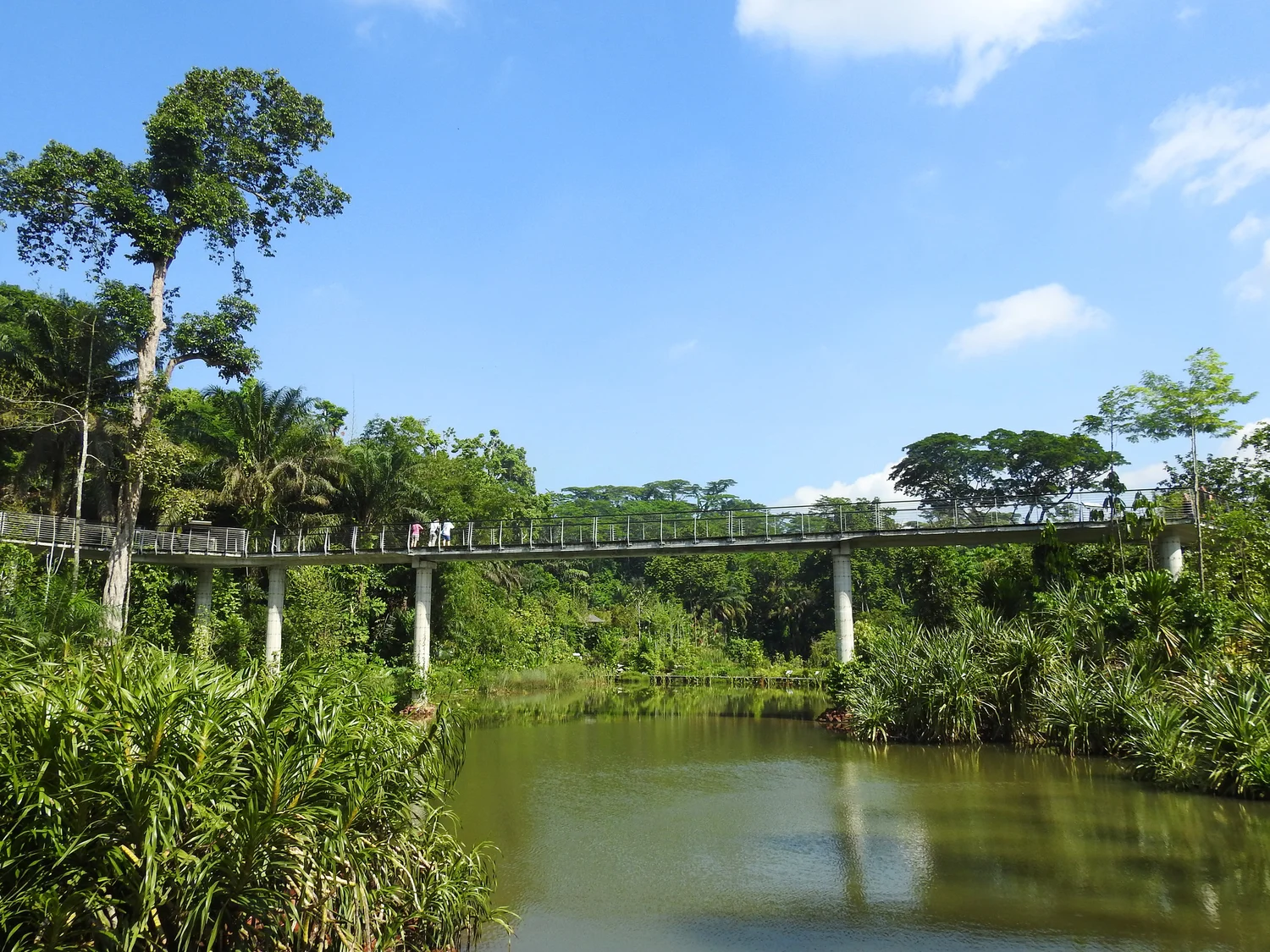 The Learning Forest, Singapore Botanic Gardens — Stephen Caffyn ...