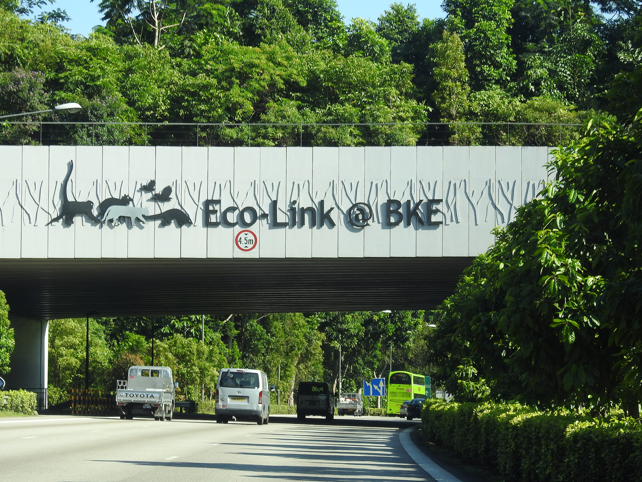 The forest on Eco-Link@BKE today - July 2017