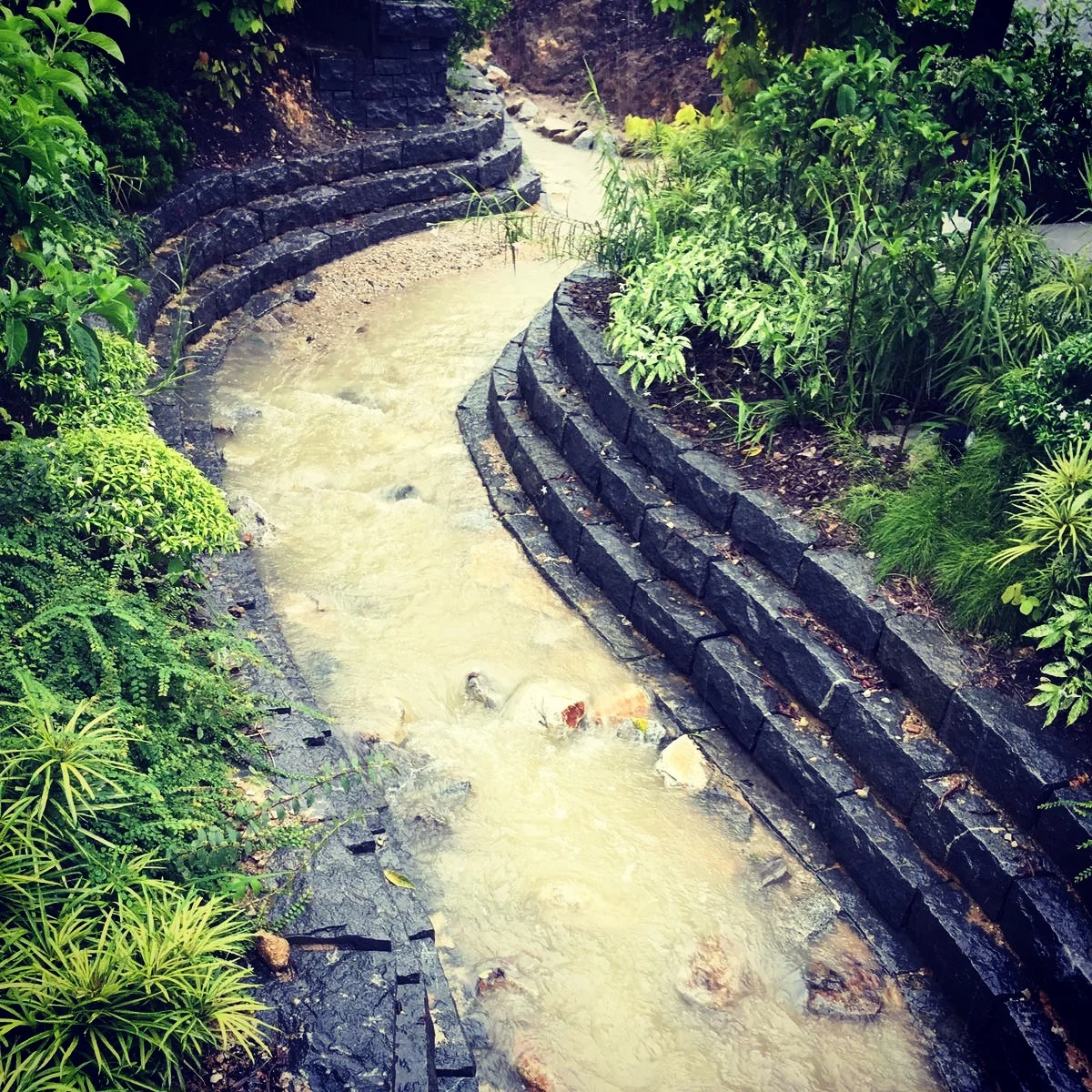 The swale in the rain