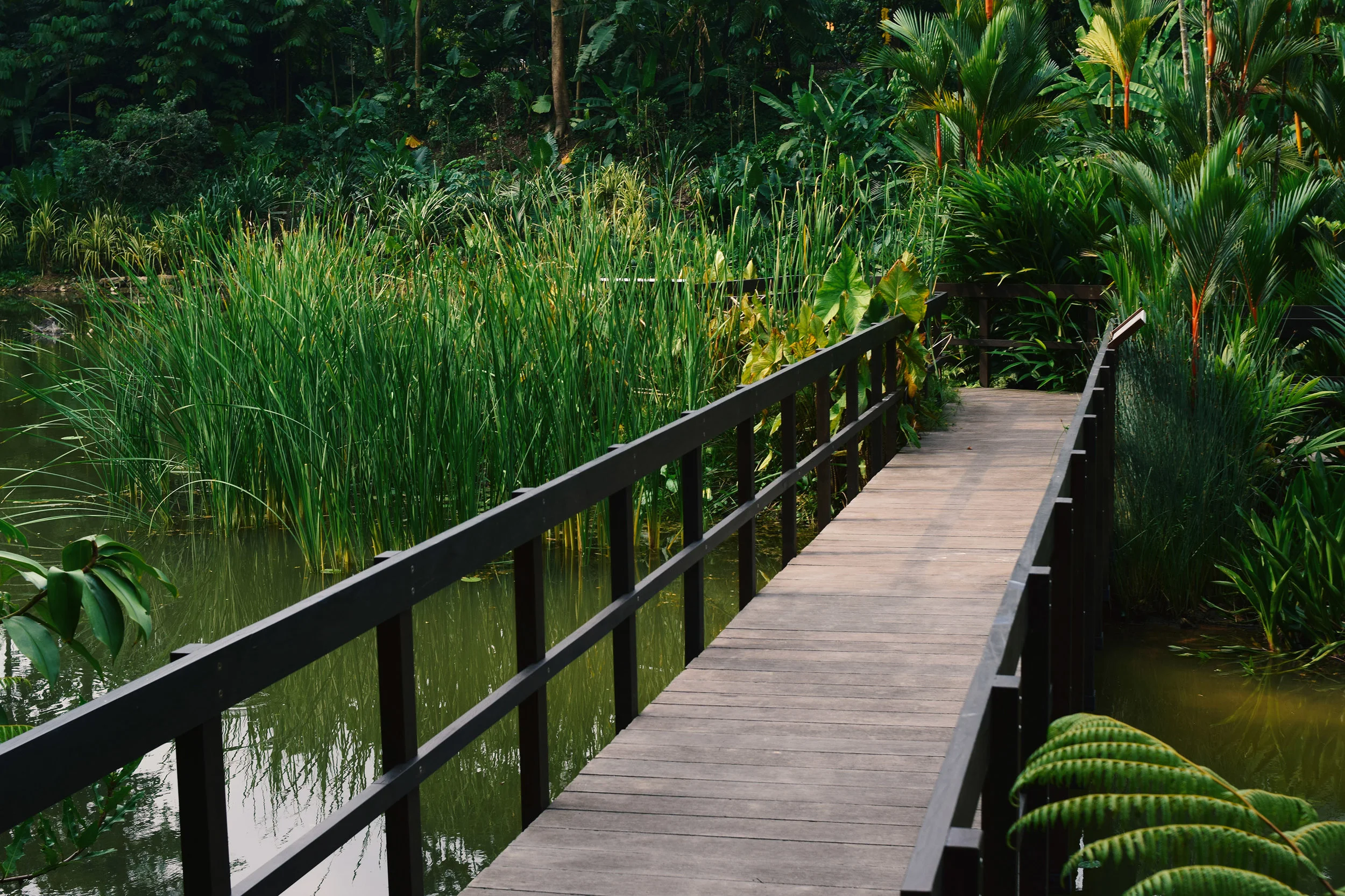 Upper Wetlands - Learning Forest at Singapore Botanic Gardens