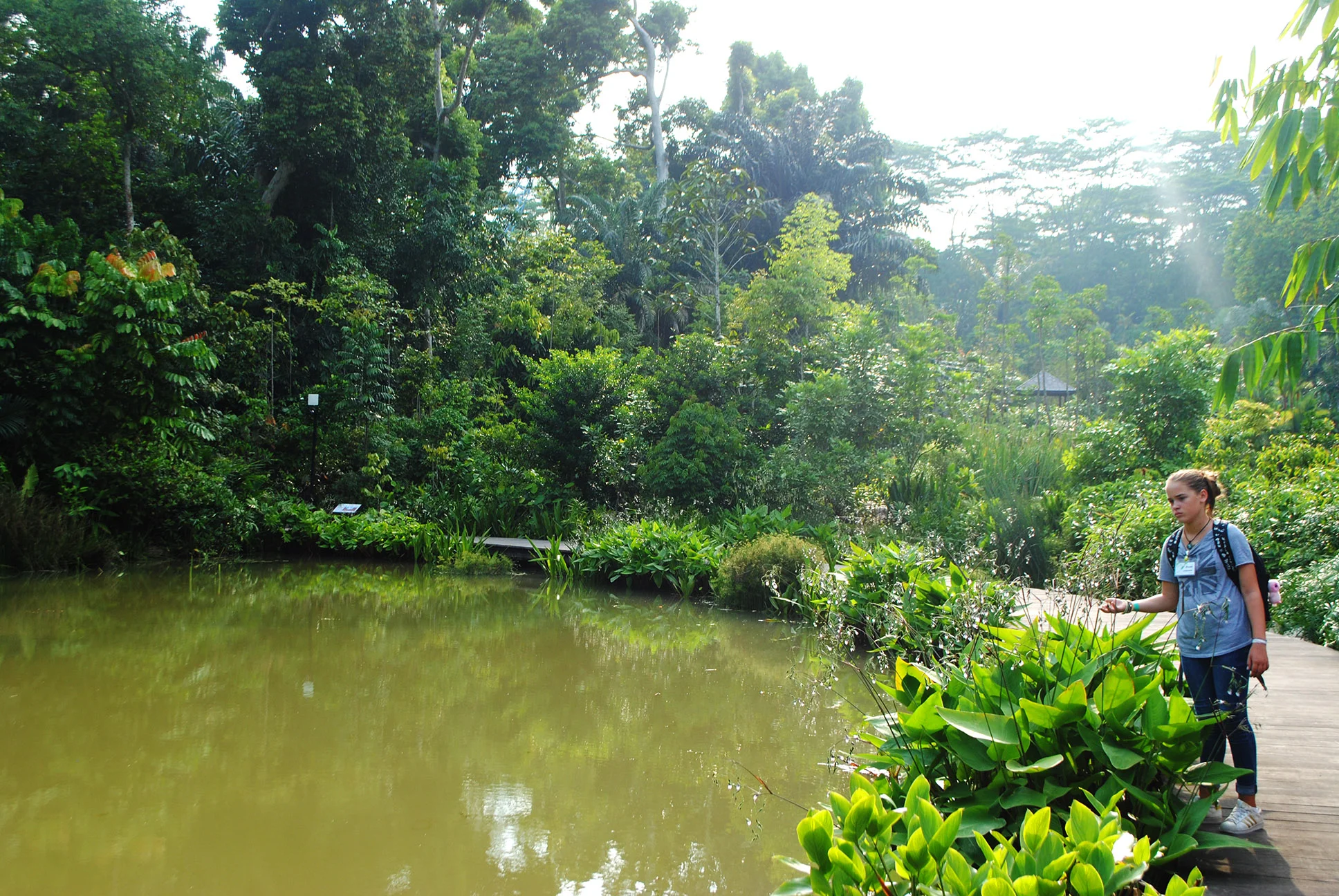 Botanists' Boardwalk at the Learning Forest