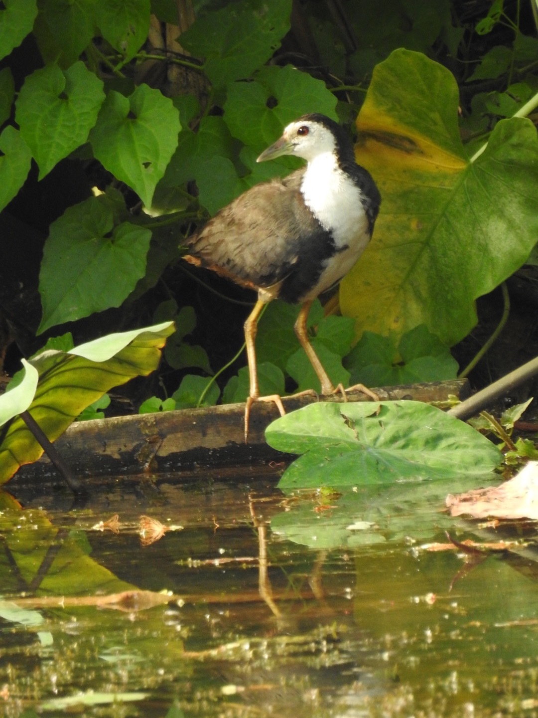 White-Breasted Waterhen