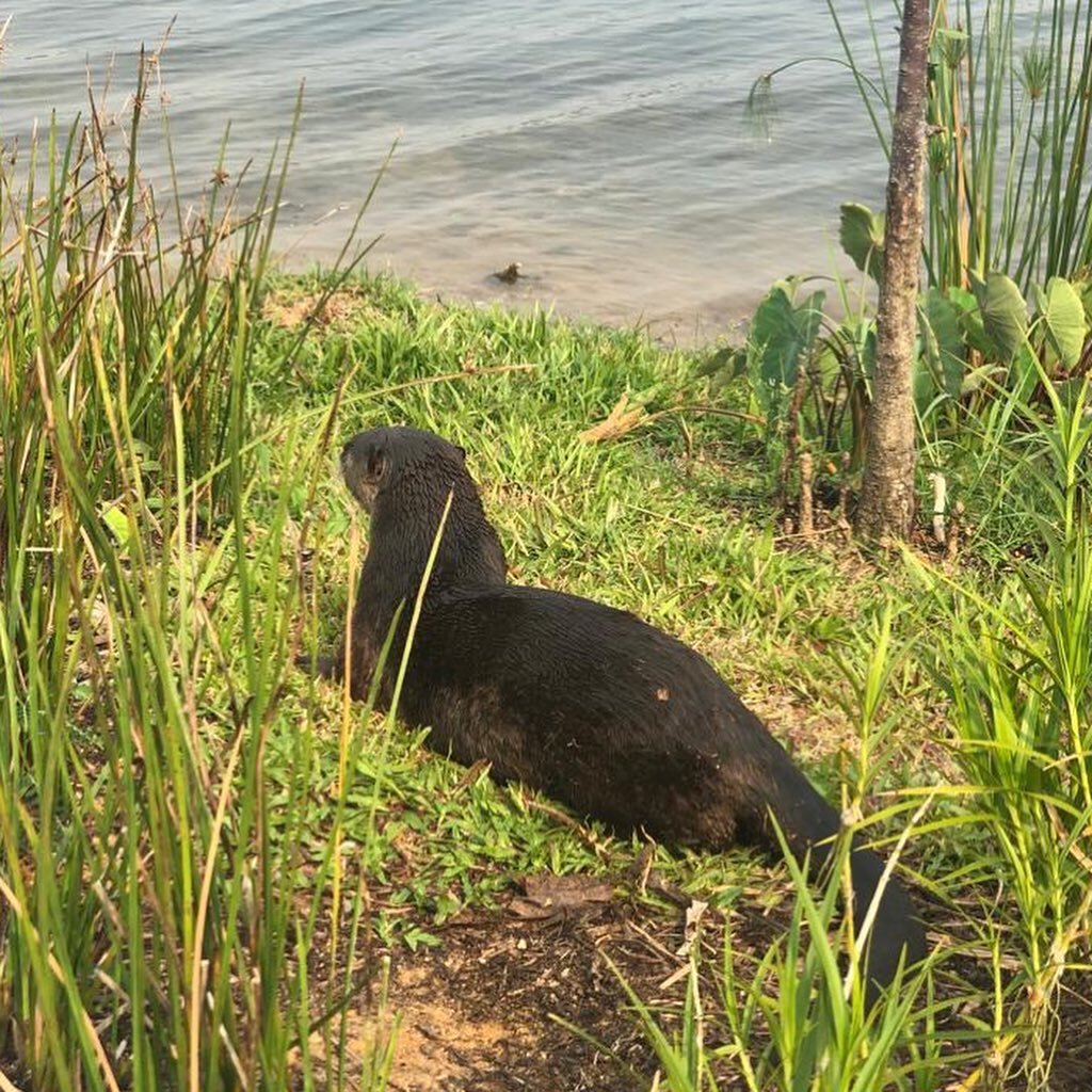 Otter visiting Rowers Bay again - hope this one is careful when crossing the roads #rowersbaypark #stephencaffynlandscapedesign #landscapearchitecture #landscapedesign #smoothcoatedotter #otter