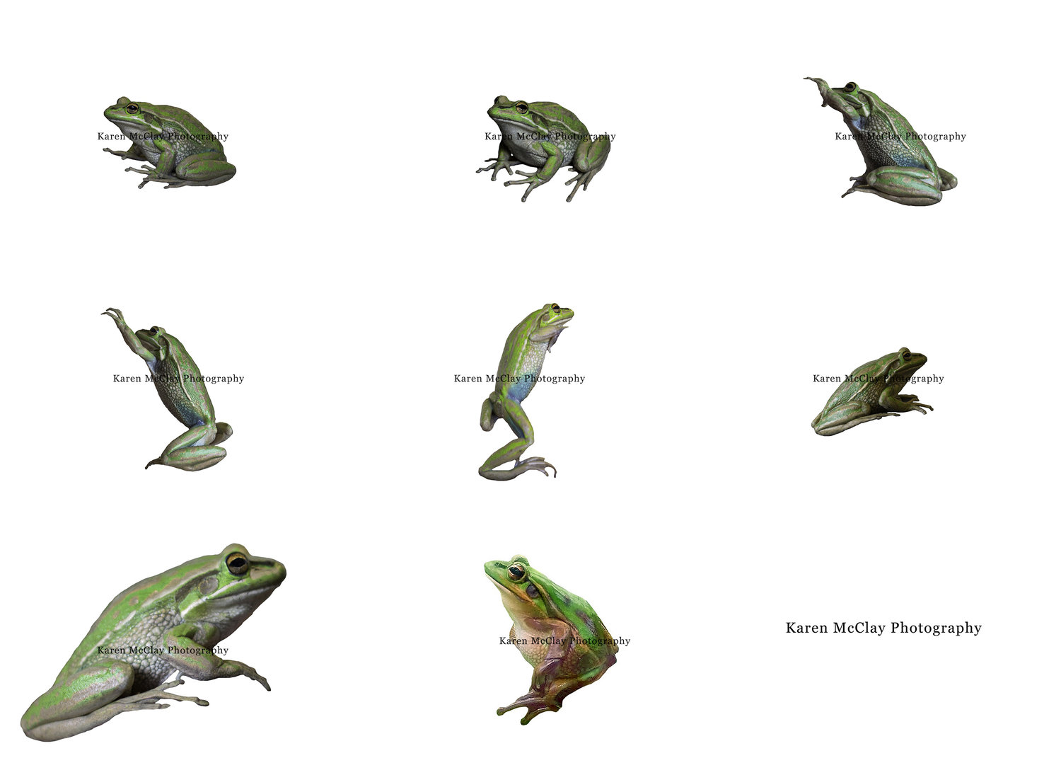 Frog Overlay Set — Karen McClay Photography