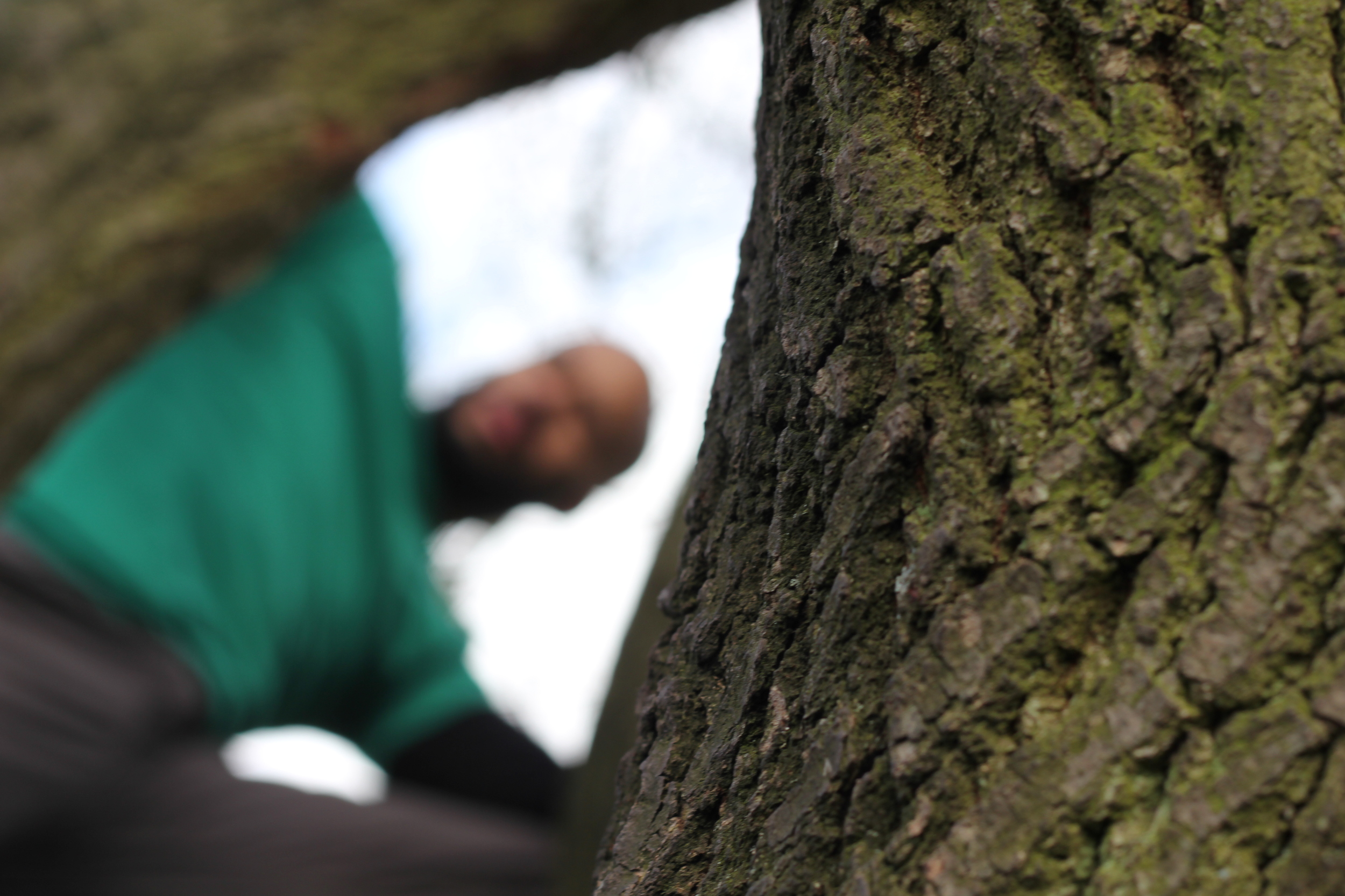 Treeclimbing
