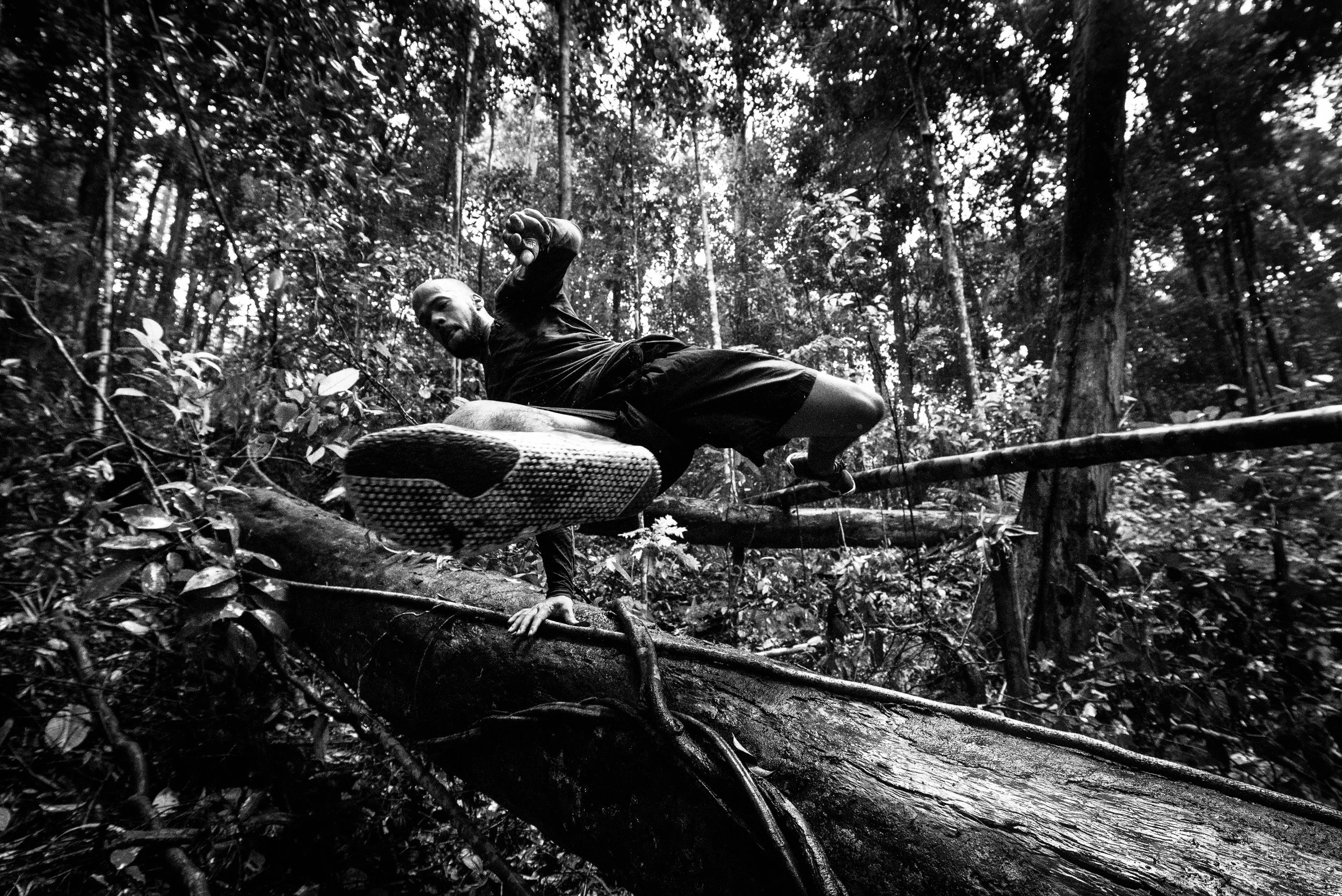 Borneo_jungle_noir.jpg