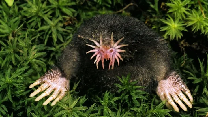 24starnosedmole.jpg