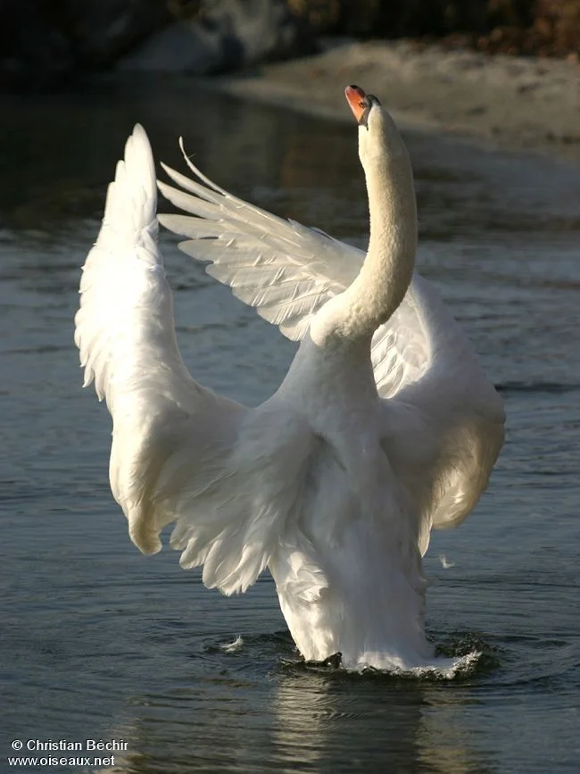 Cygne_sculpturale.jpg