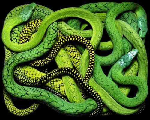 tumblr_lnlq7dHaFU1qzldzqo1_500 (1).jpg