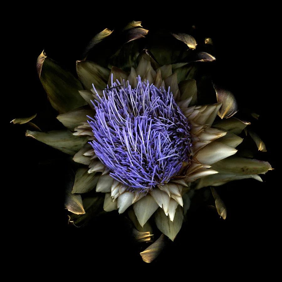 Truc-Anh_2010_Mai-Photo_0"