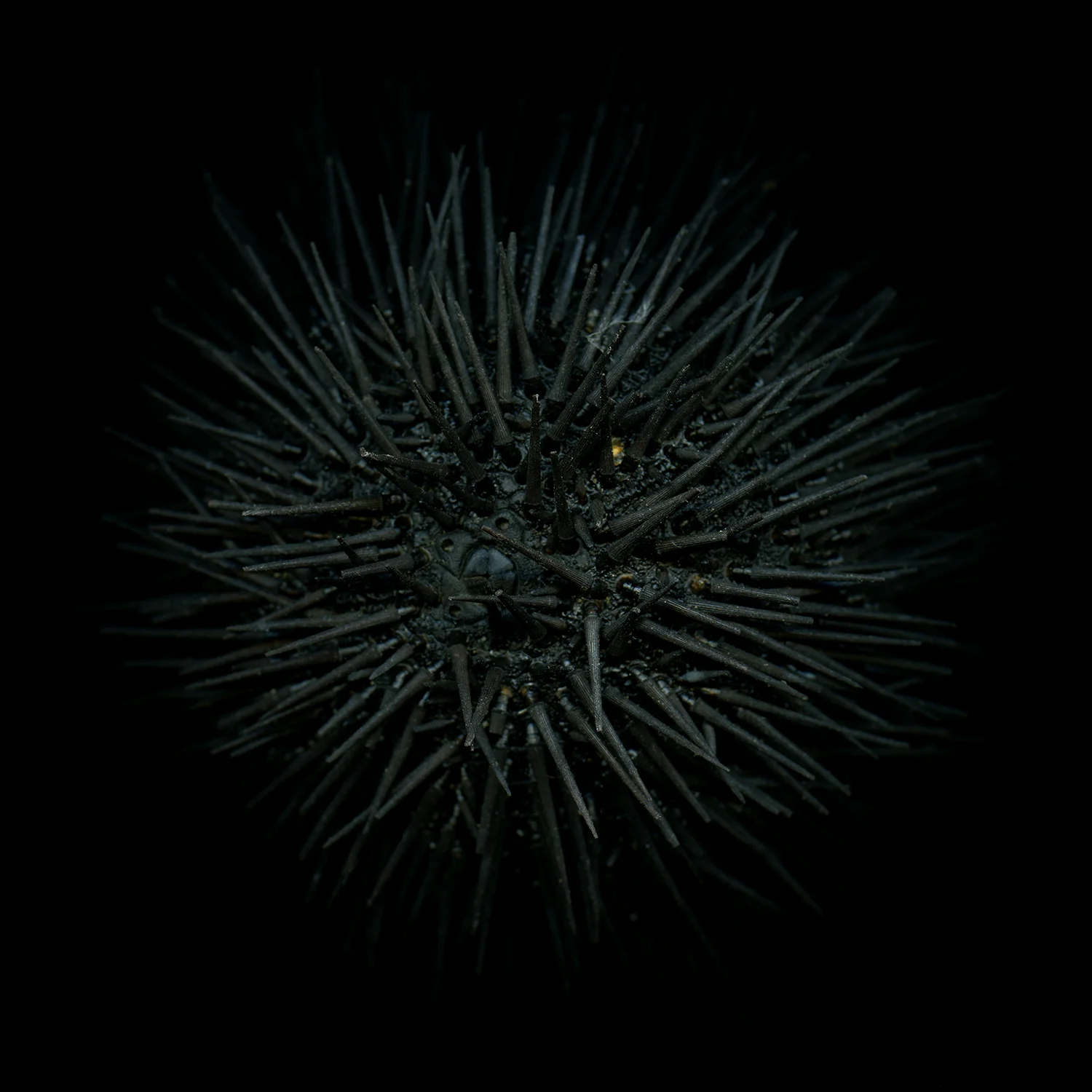 Truc-Anh_2010_88-Doors