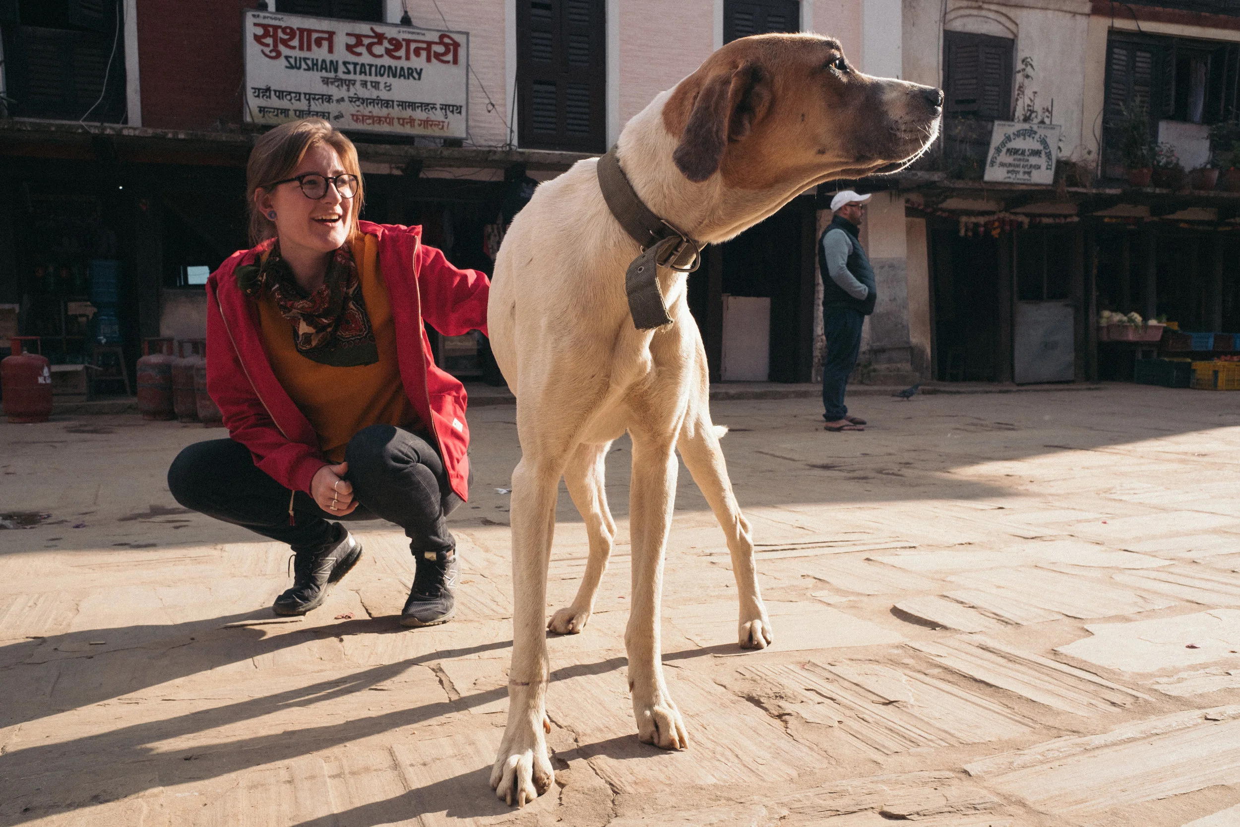 A massive dog in Bandipur.