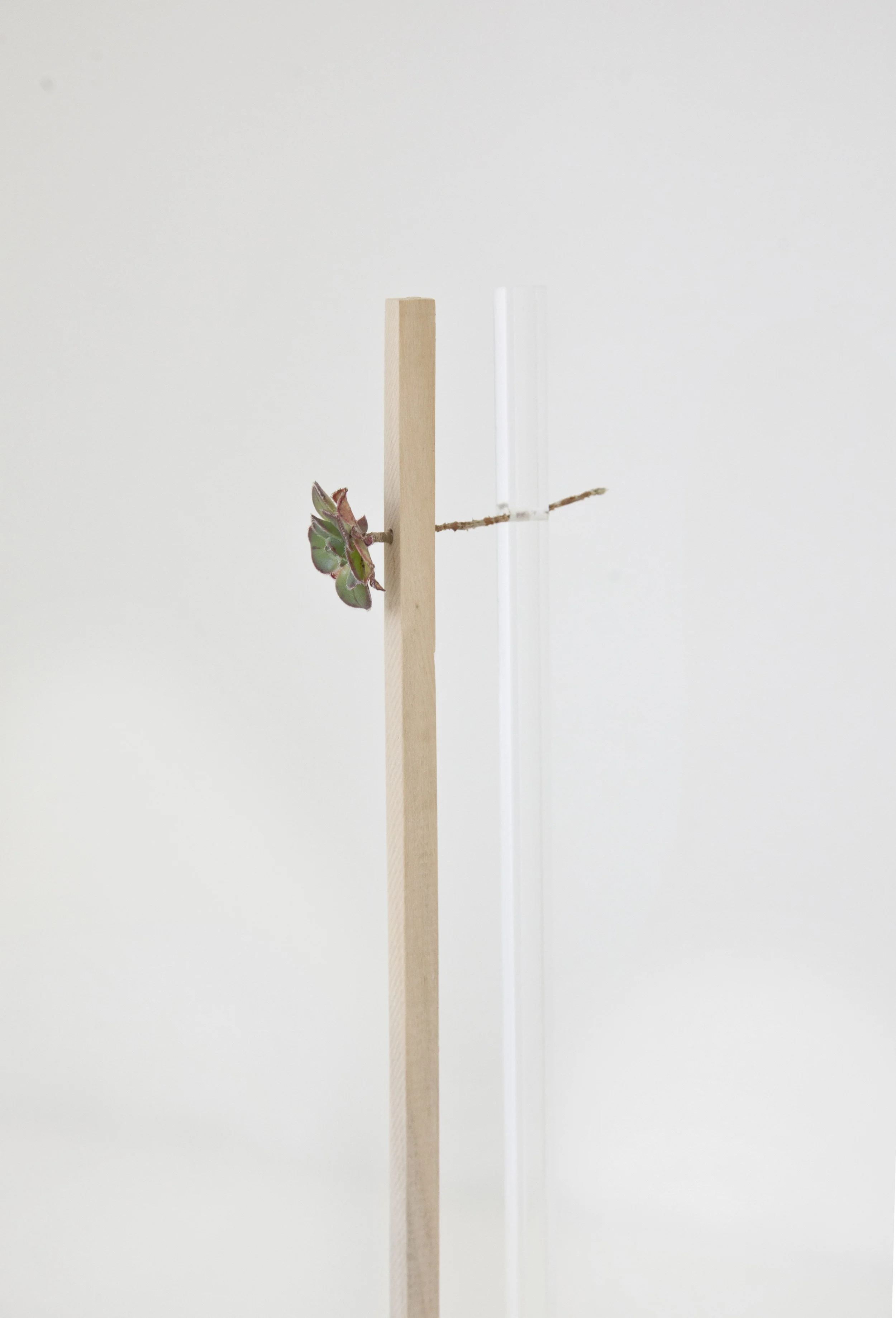 Flor.jpg