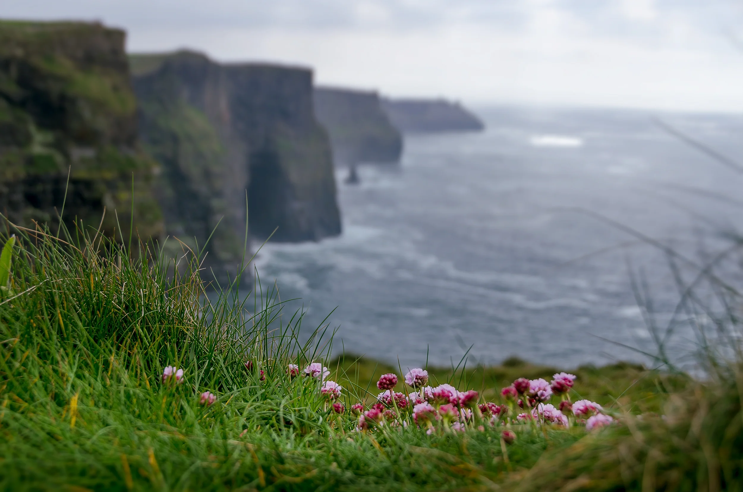 Flowers on the Cliff