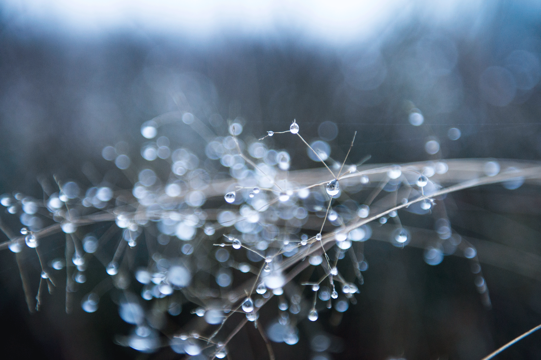 _DSC7834.gif