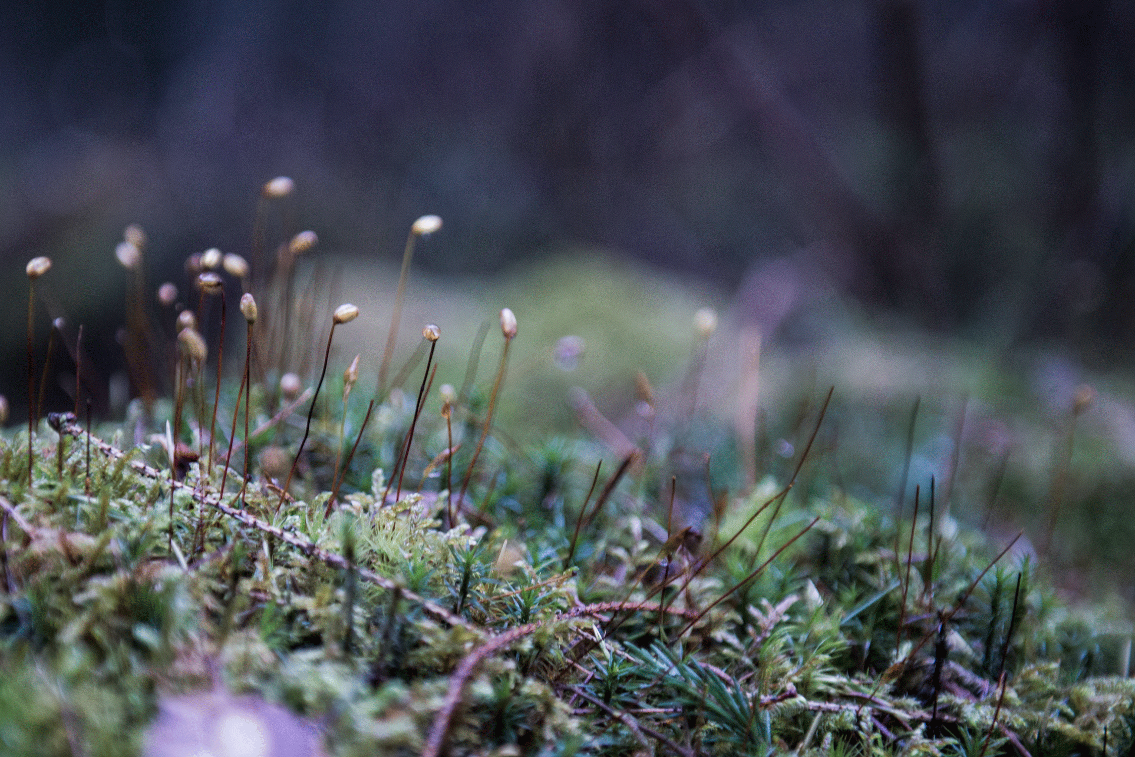 _DSC7744.gif
