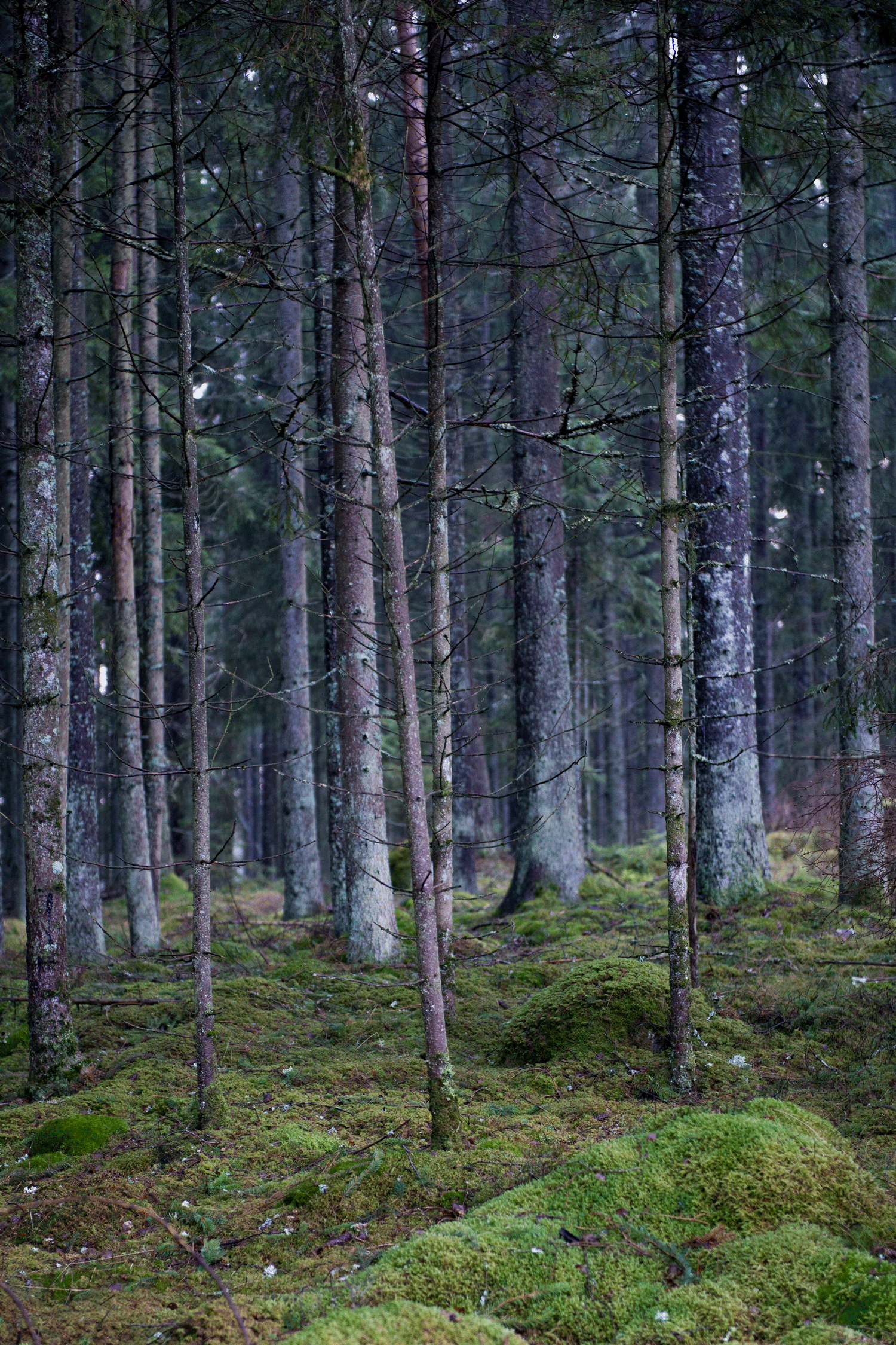 _DSC7736.gif