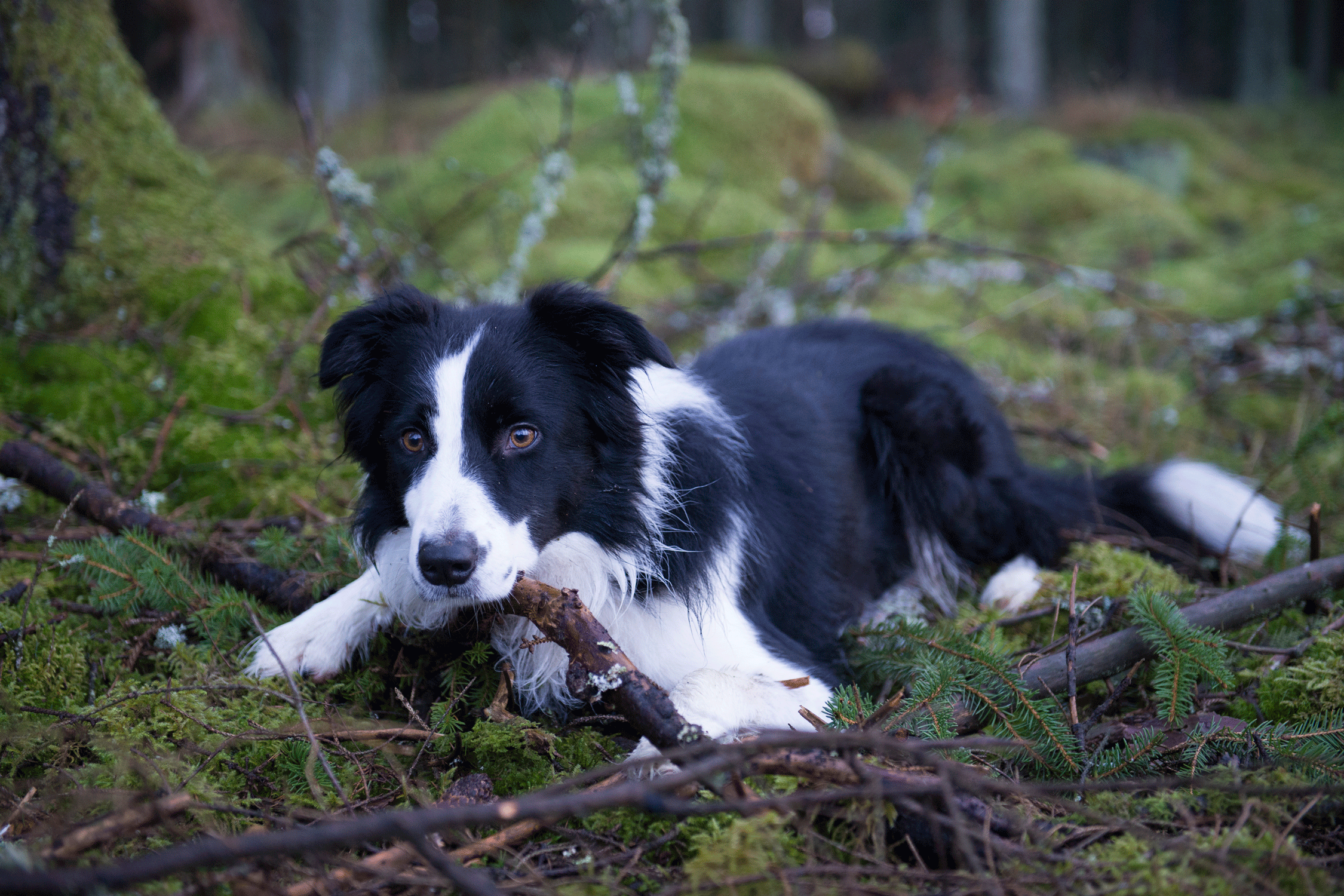 _DSC7779.gif