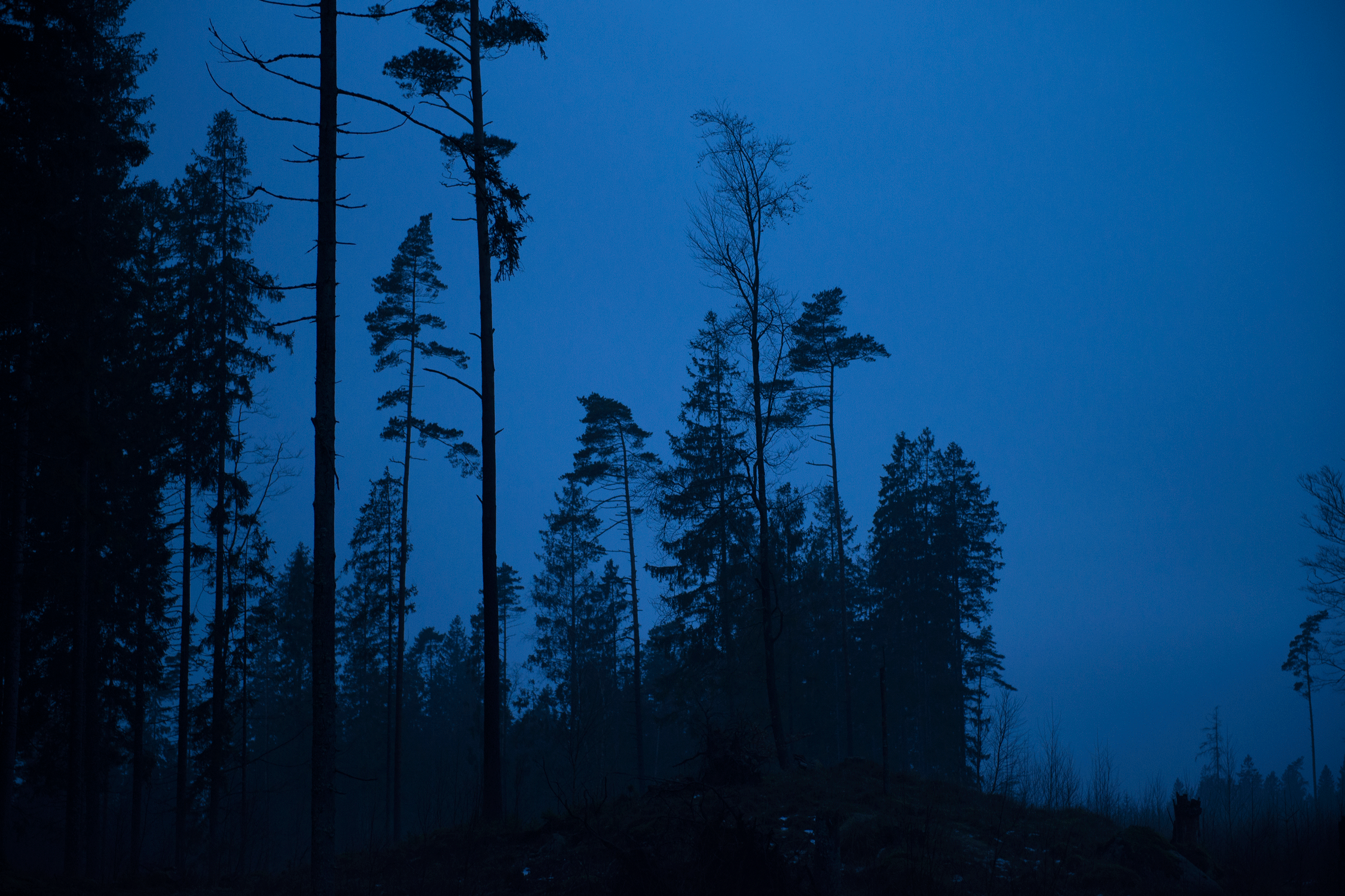 _DSC7847.gif
