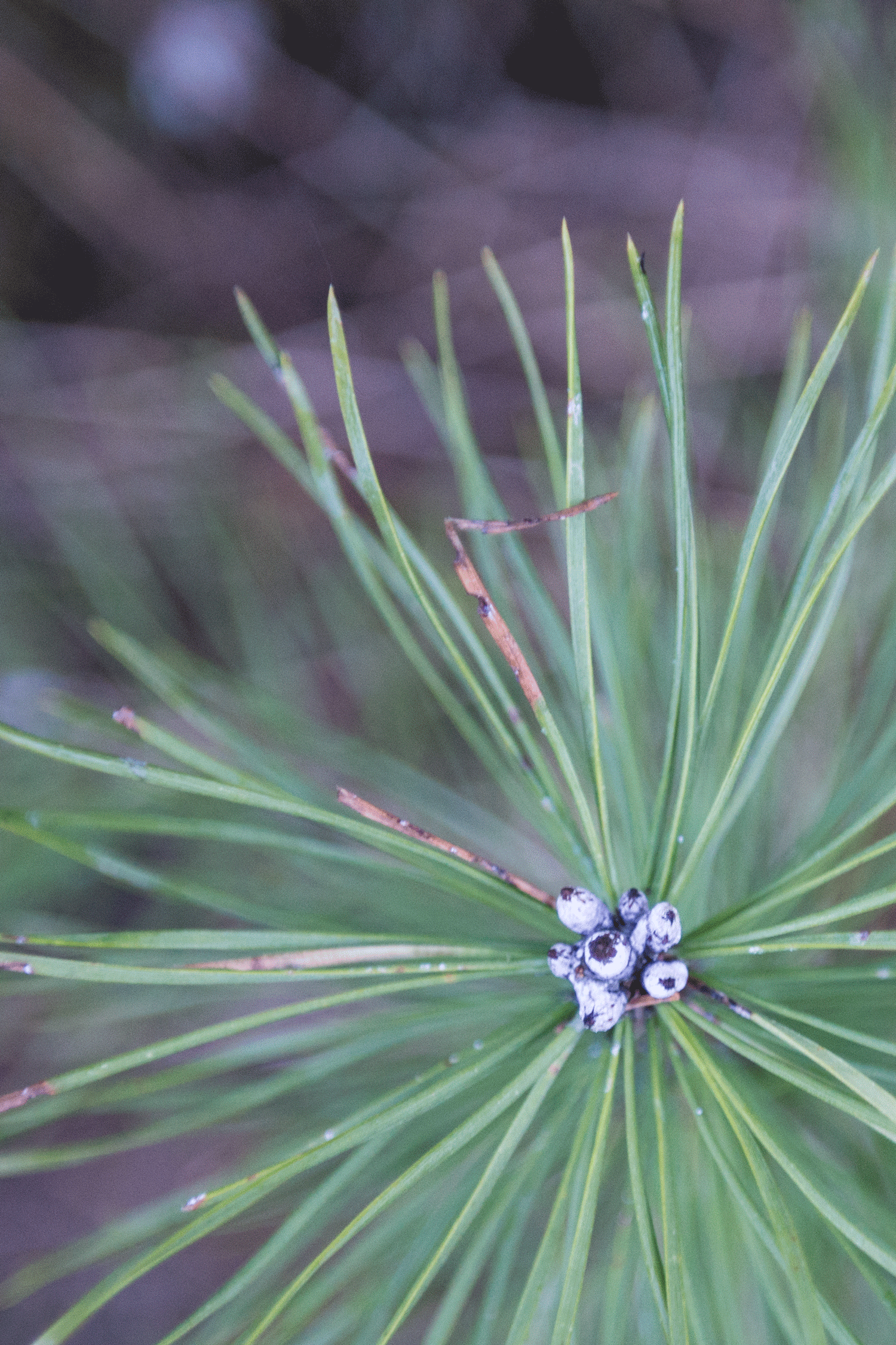 _DSC7833_1.gif