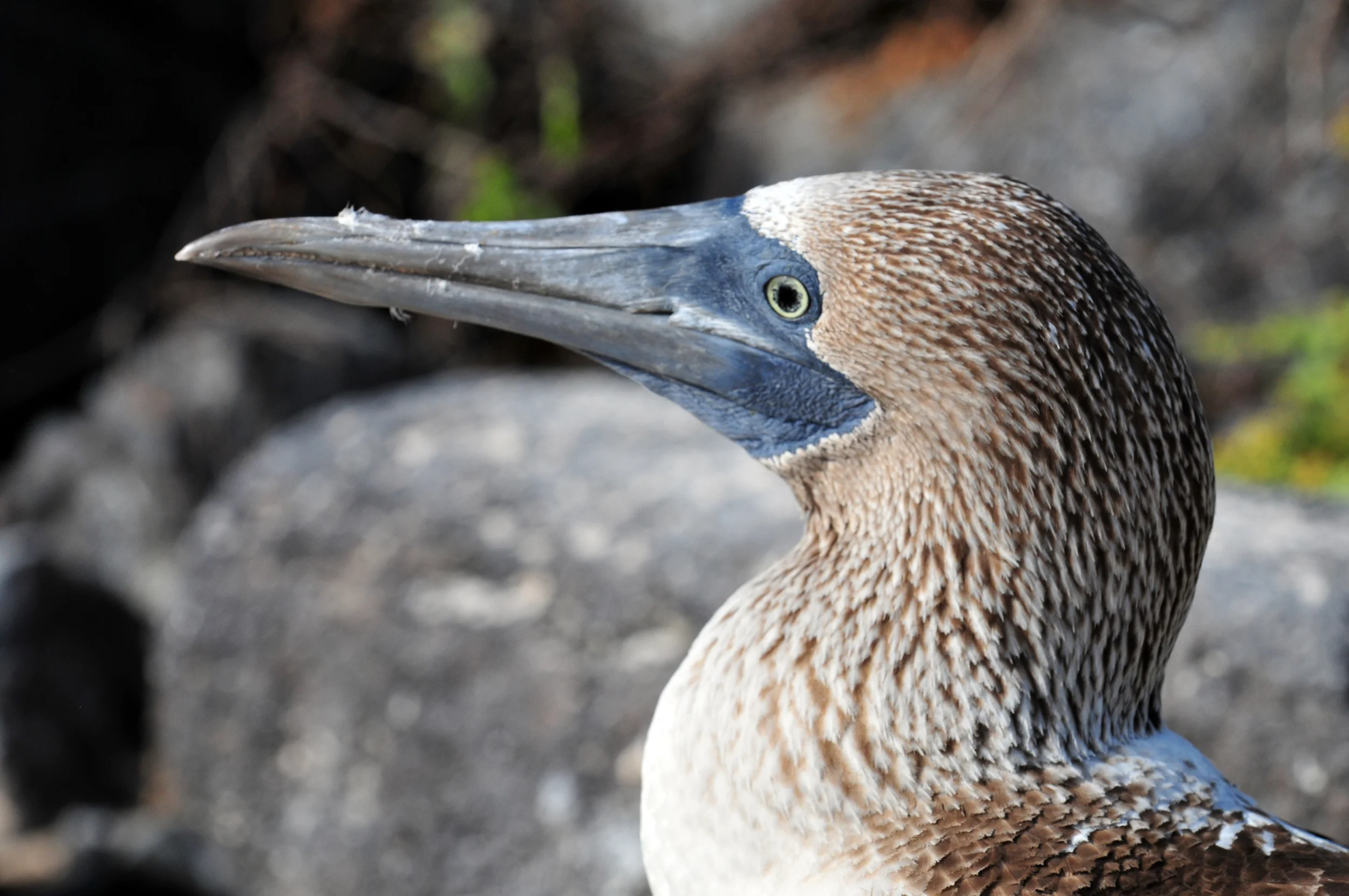 8_Galapagos_JoelCentano.jpg