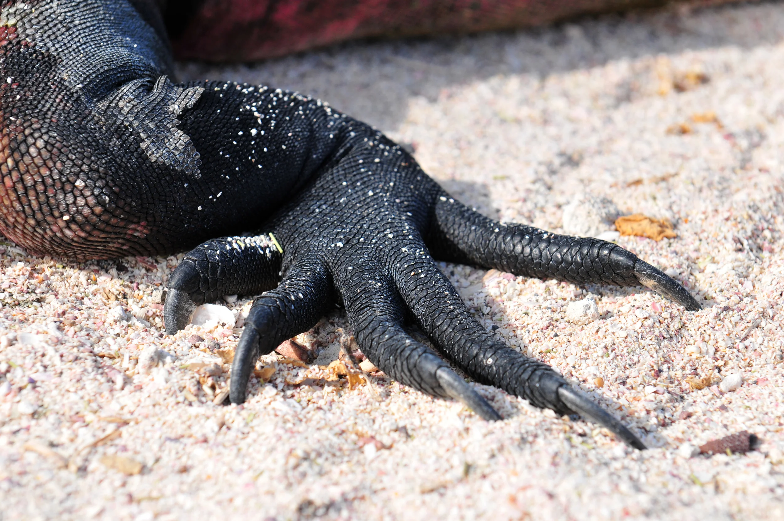10_Galapagos_JoelCentano.jpg