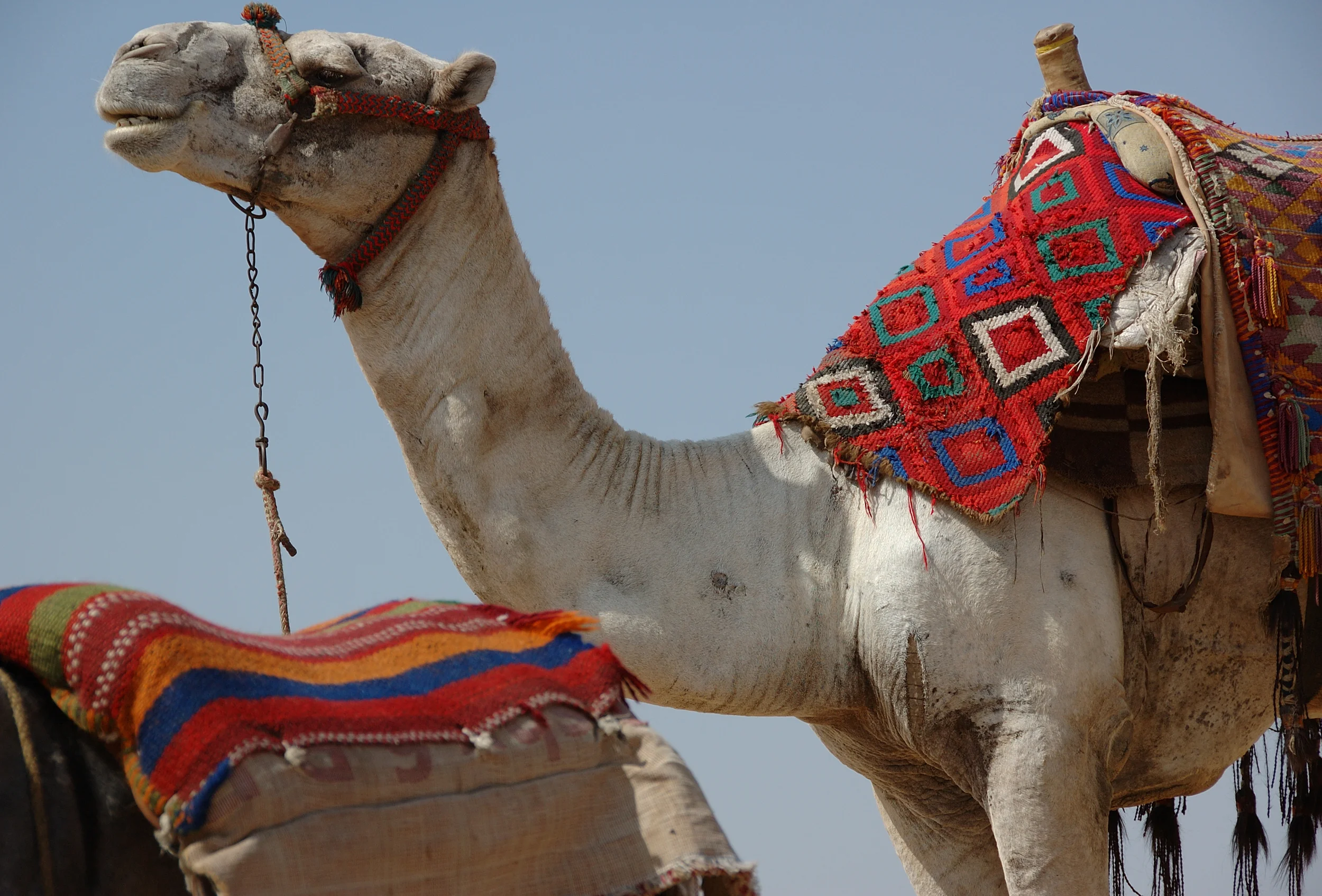 2_Egypt_JoelCentano.jpg