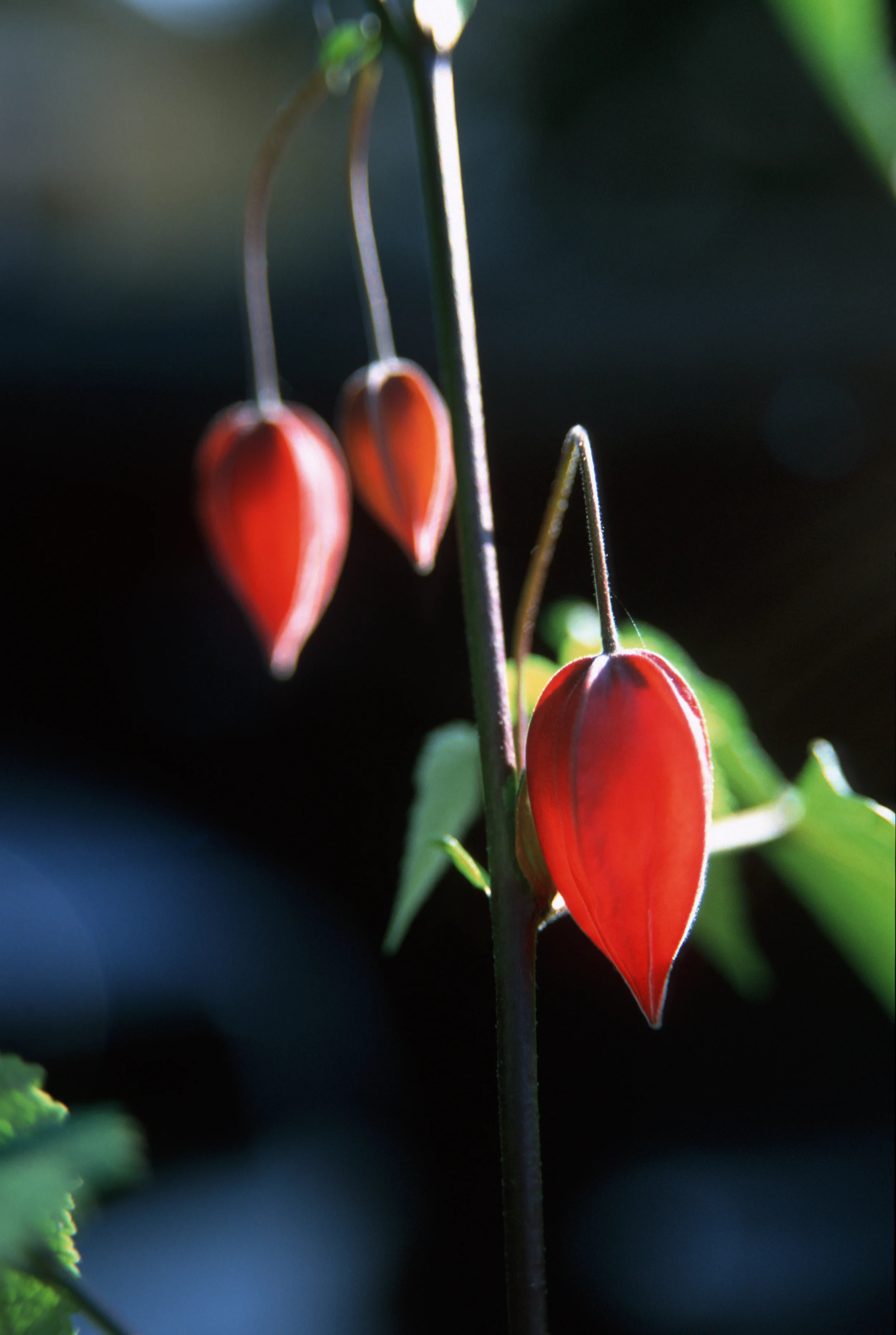 1_Flora_JoelCentano.jpg