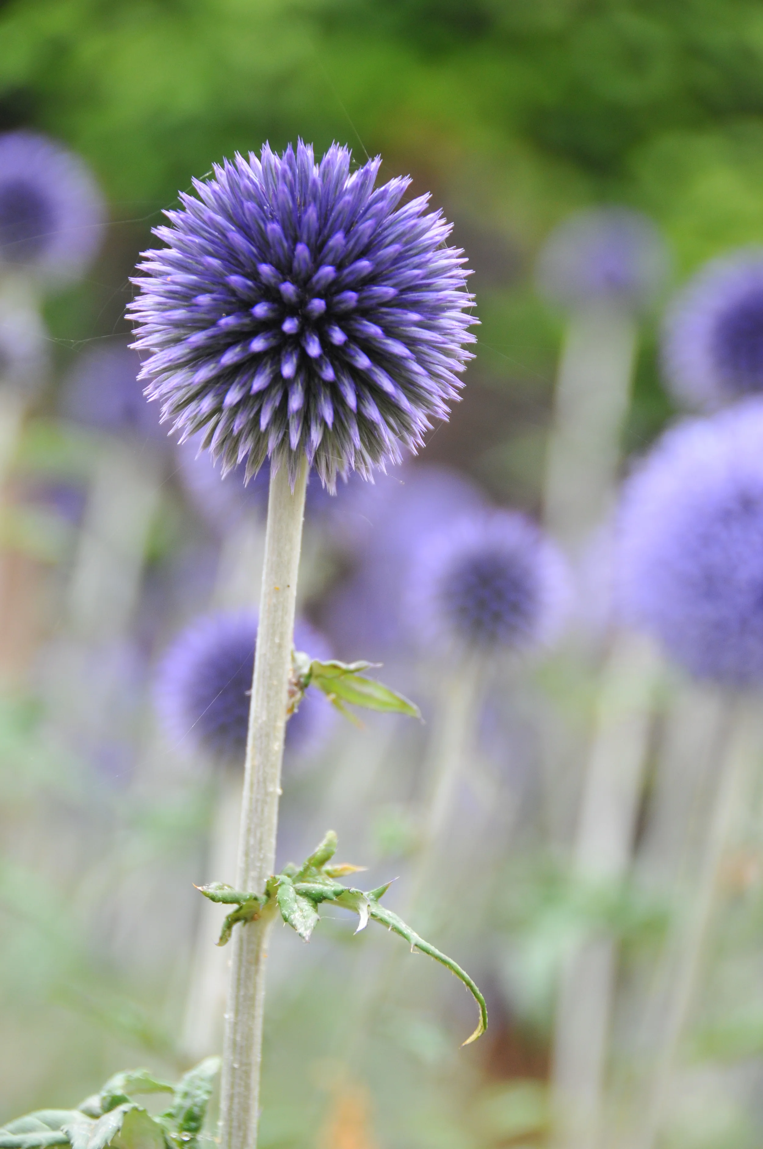 11_Flora_JoelCentano.jpg