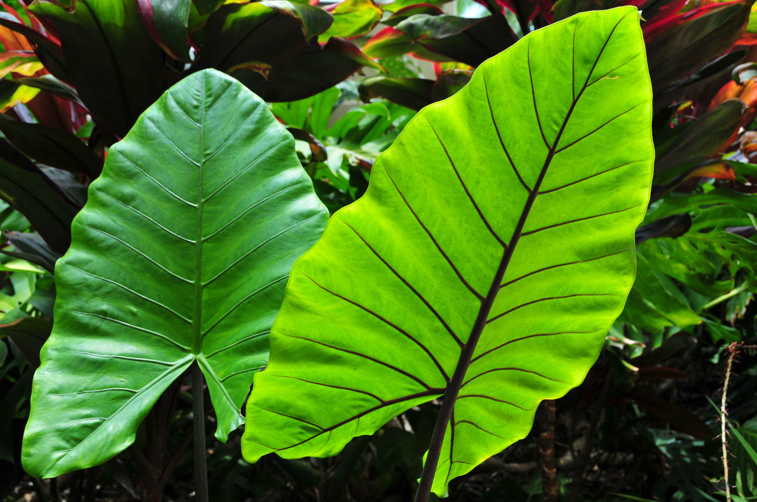 15_Flora_JoelCentano.jpg