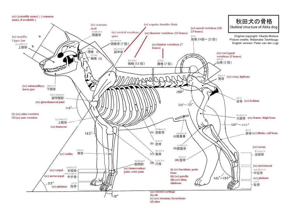 Akita Inu Skeletal Structure.jpg