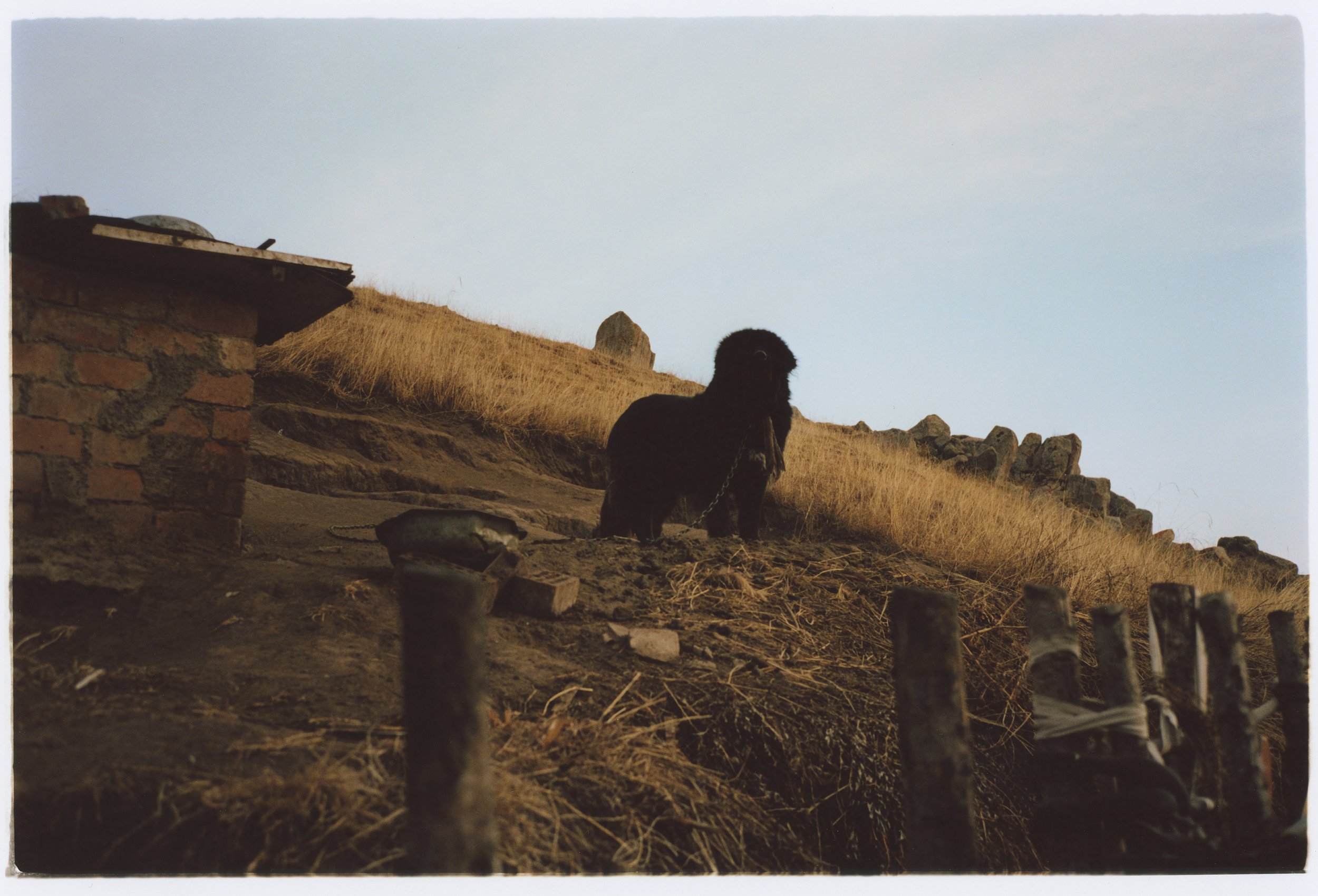 Tibetan Mastiff, Ritoma, Tibet, 2019