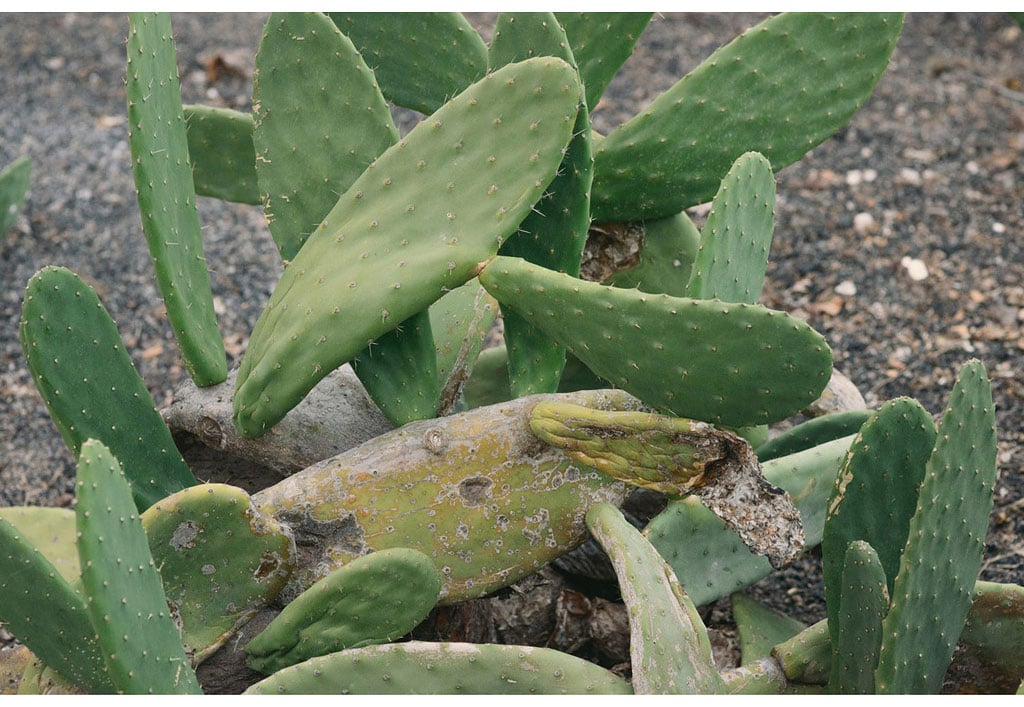 041-boda-diseño-jardin-cactus.jpg