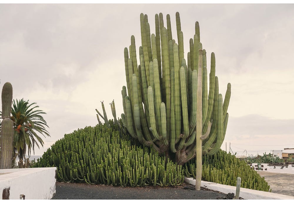 045-boda-diseño-jardin-cactus.jpg