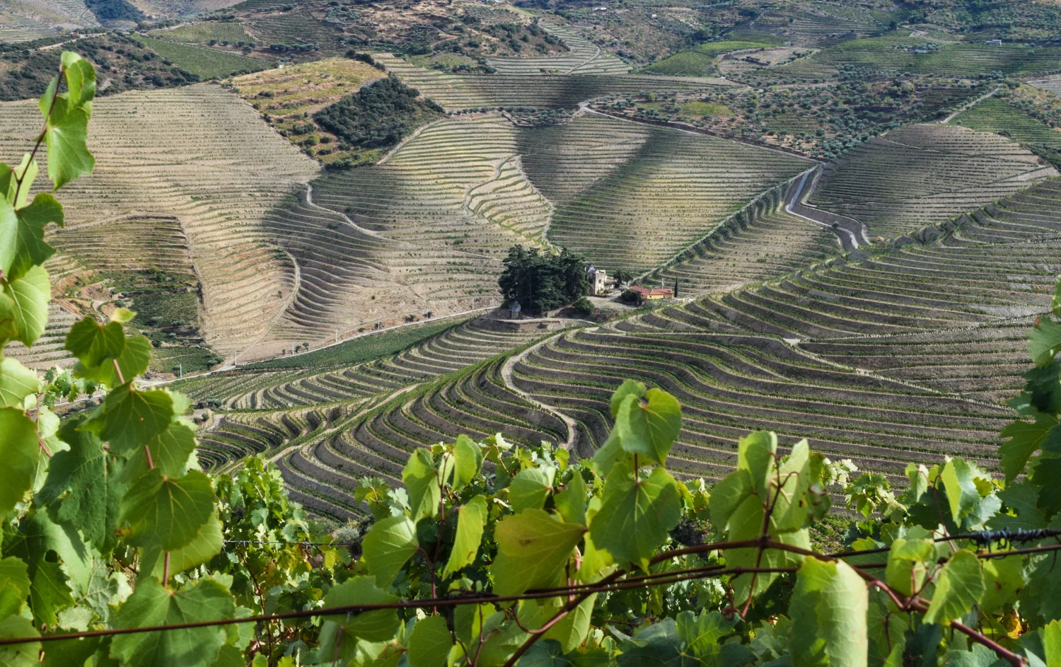I Douro-dalen produseres gode viner og nydelig portvin. Landskapet er uendelig vakkert, så vakkert at det finnes på Unesco sin liste over spesielt naturskjønne områder. Romerne var de som skulle føre druestokkene til området, det som senere skulle føre til en stor produksjon av vin i Douro-dalen.