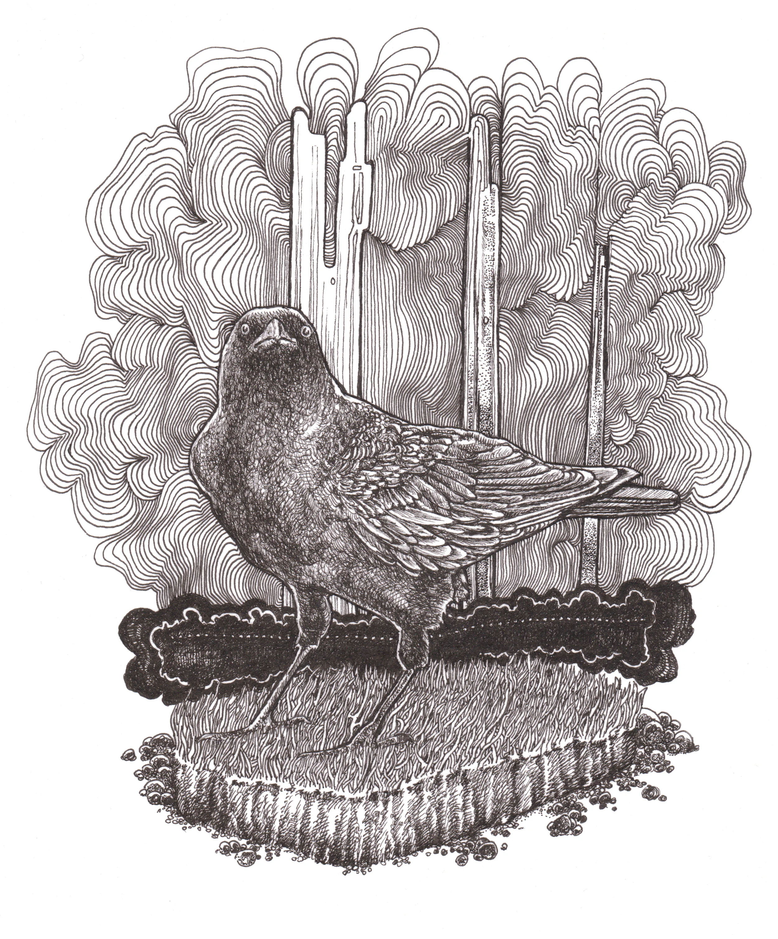 Crow