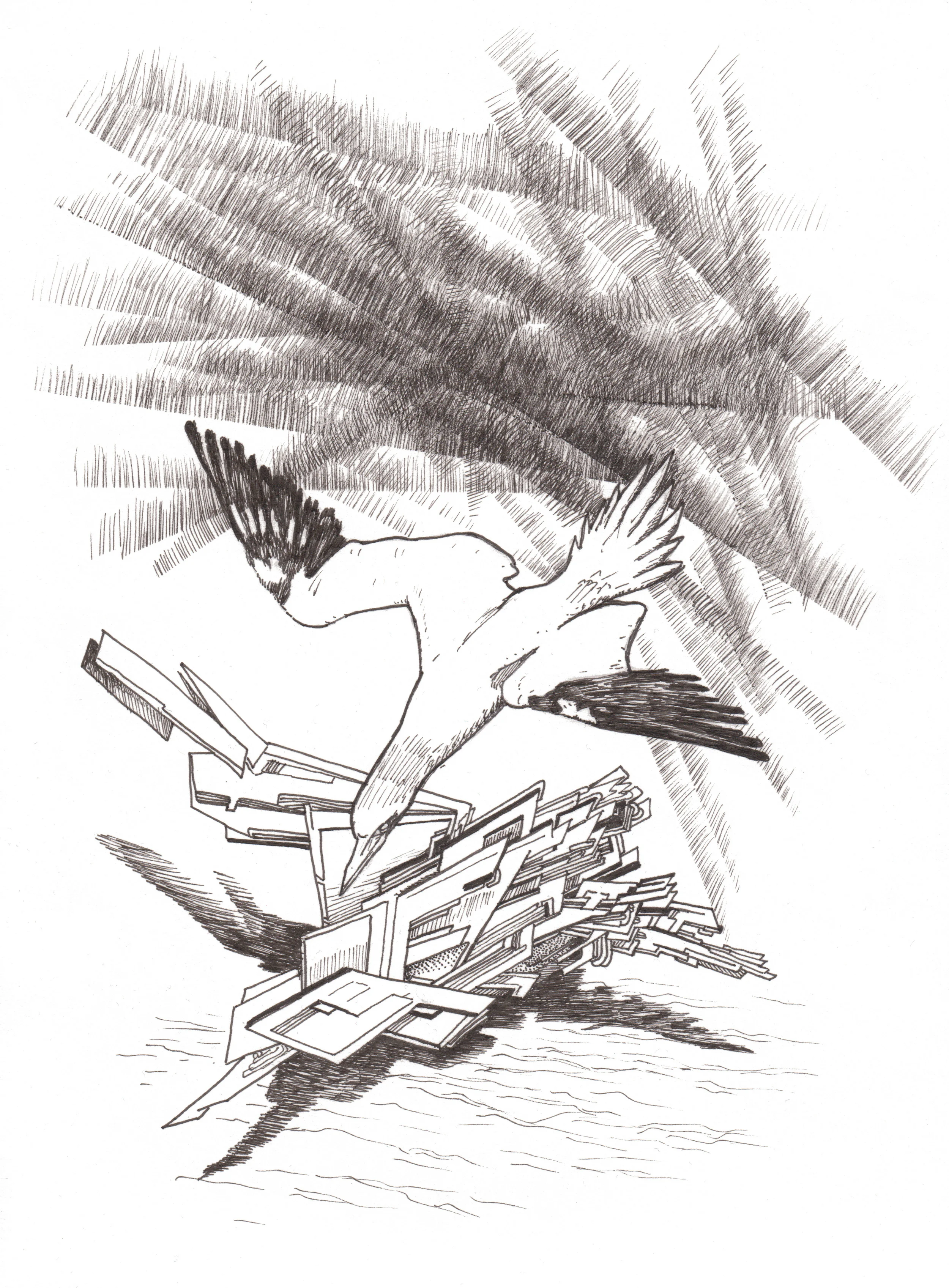 Northern Gannet