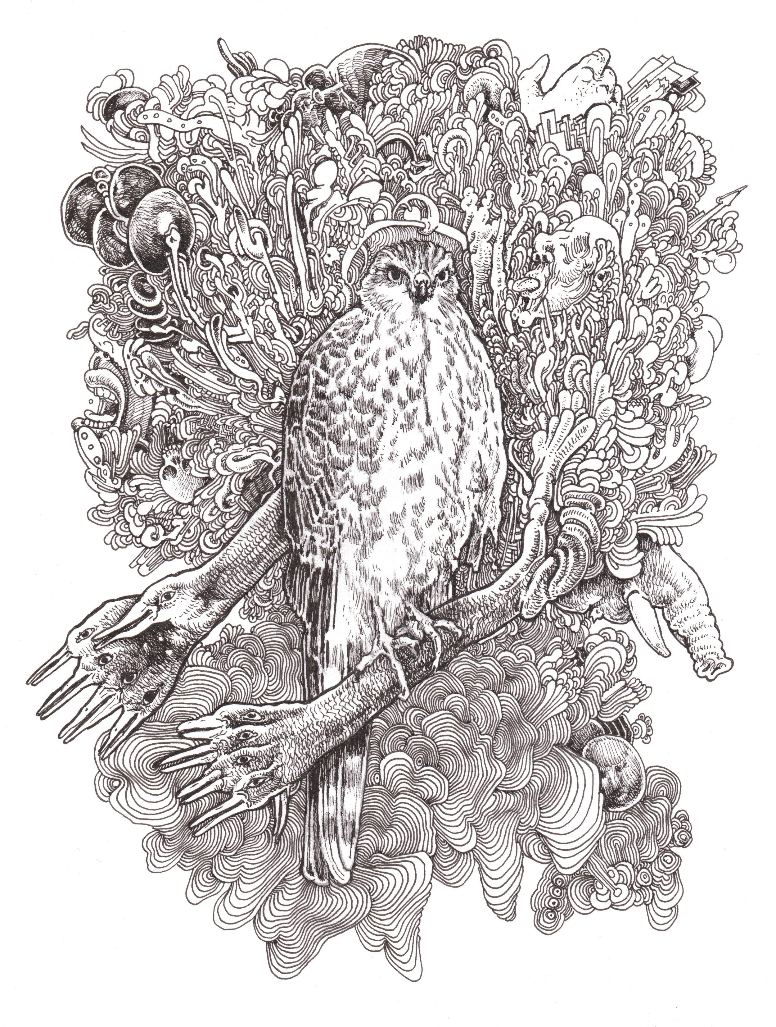 Sharp Shinned Hawk