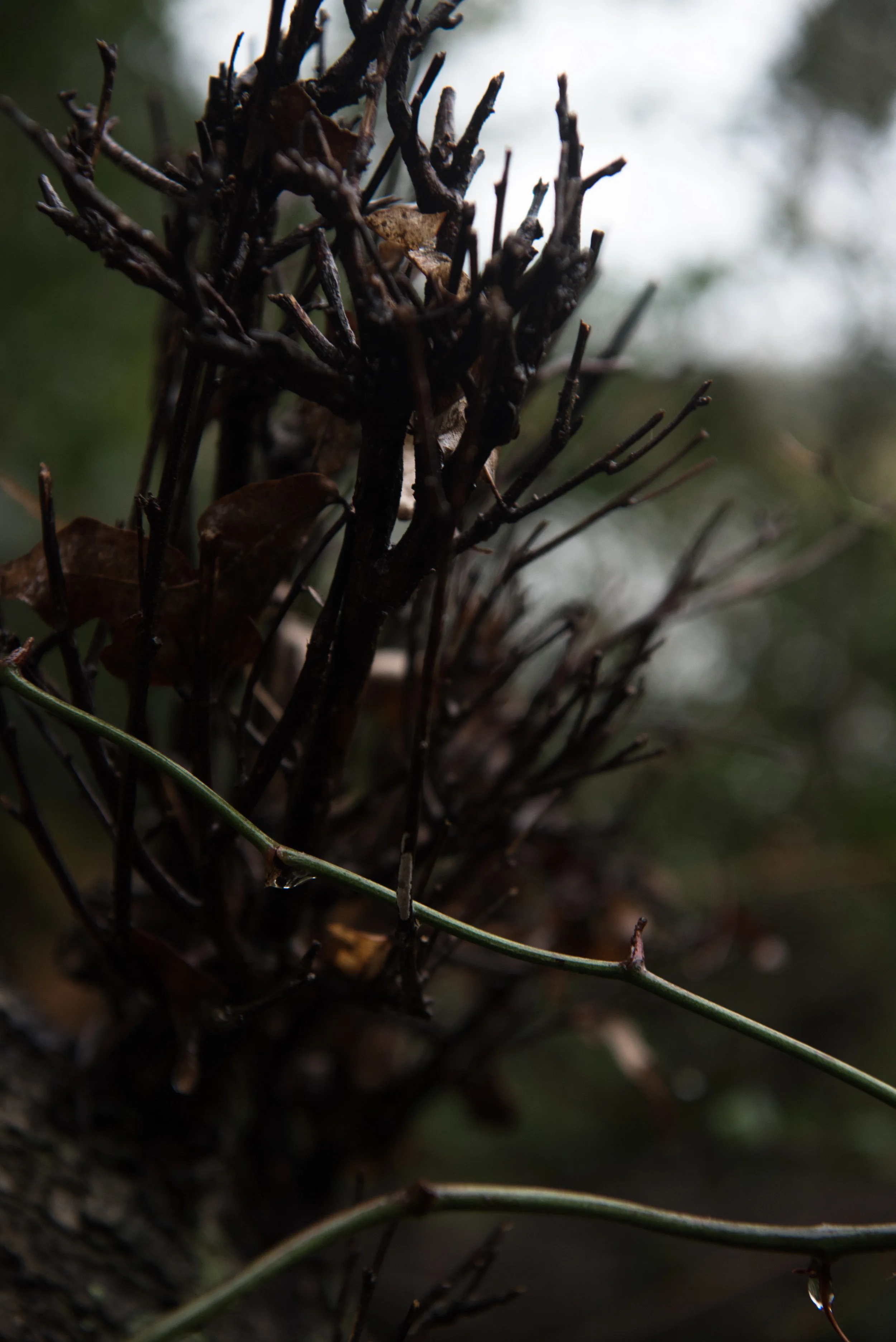 _DSC9770.jpg