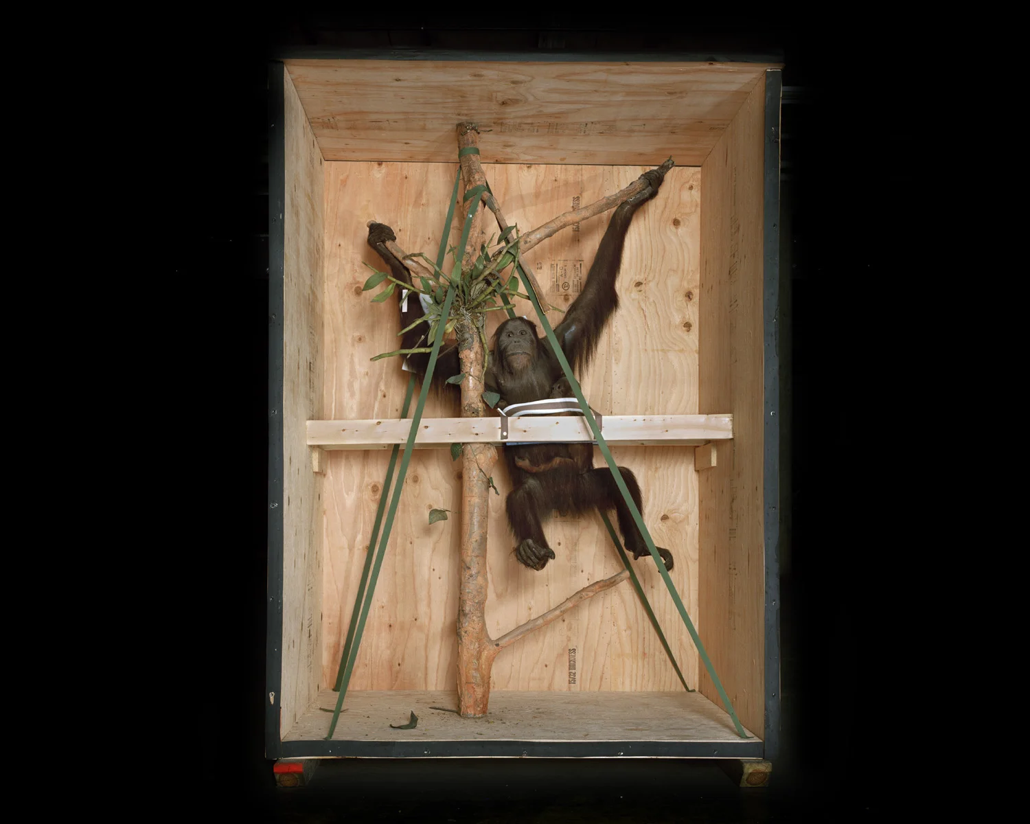 2005_smithsonianmonkey.jpg