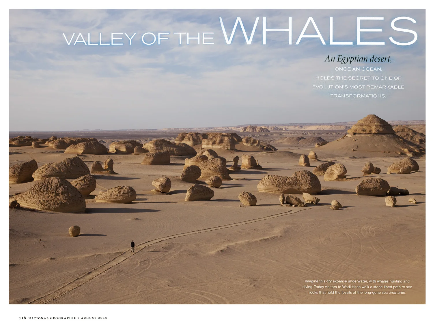 2010_egyptwhales_002.jpg