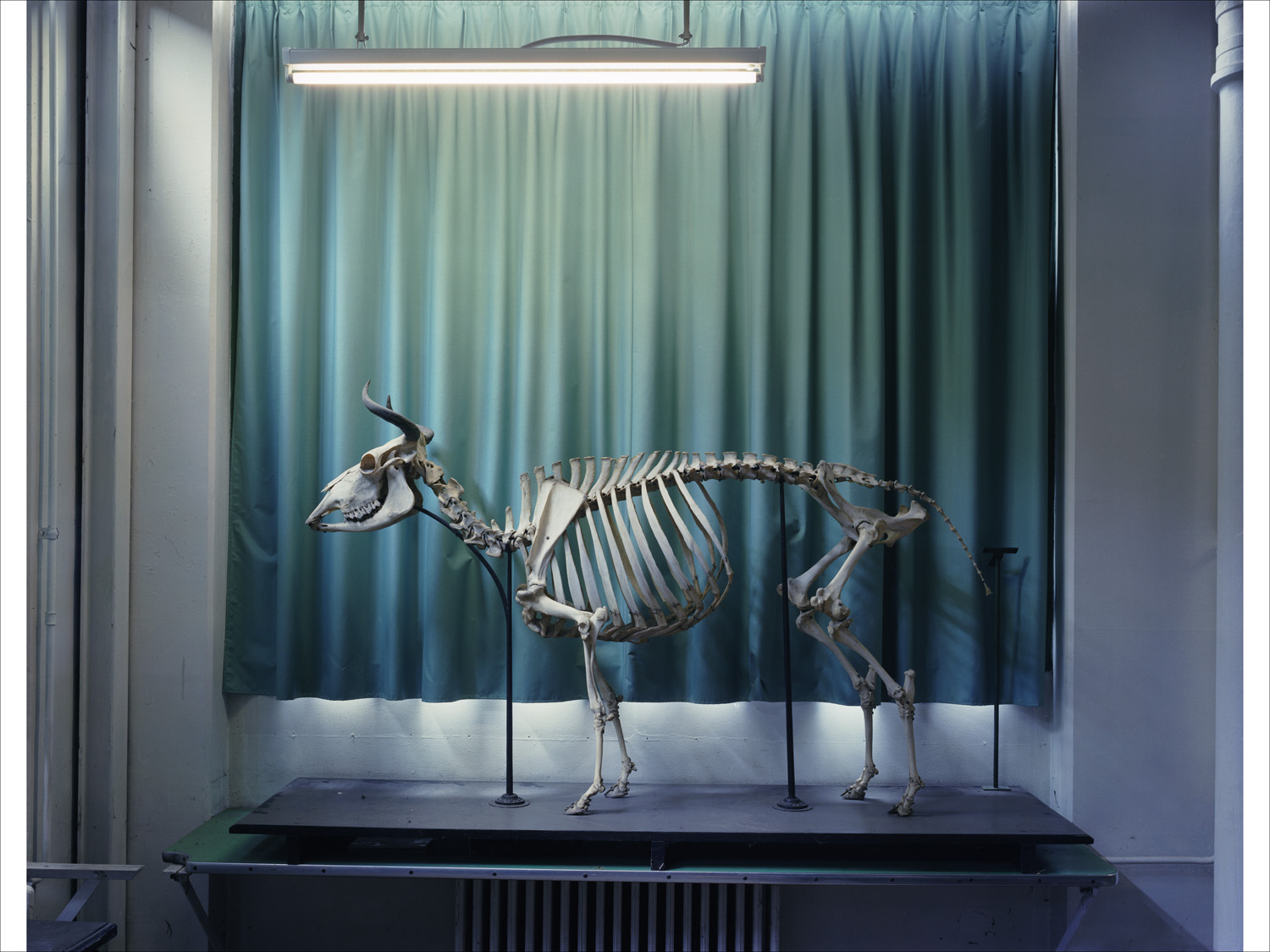  Cow 2005, Musee Fragonard Paris 