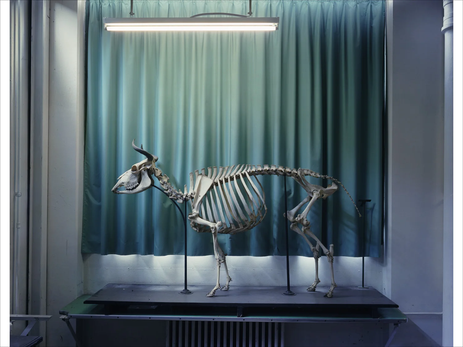 Cow 2005, Musee Fragonard Paris