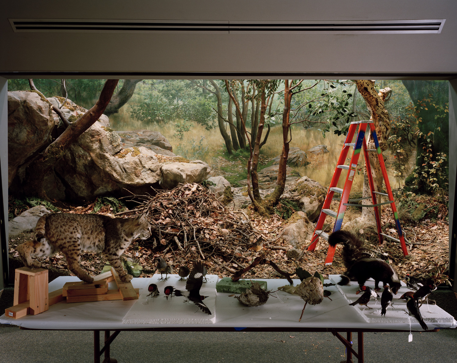  Diorama with Bobcat Removal, 2005 
