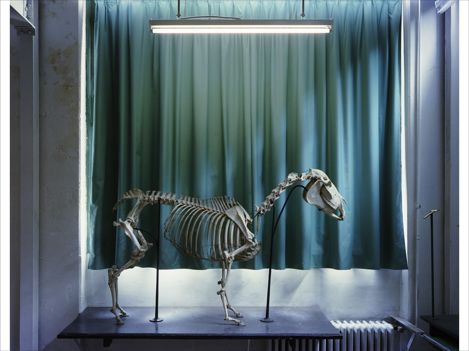  Horse 2005, Musee Fragonard, Paris 